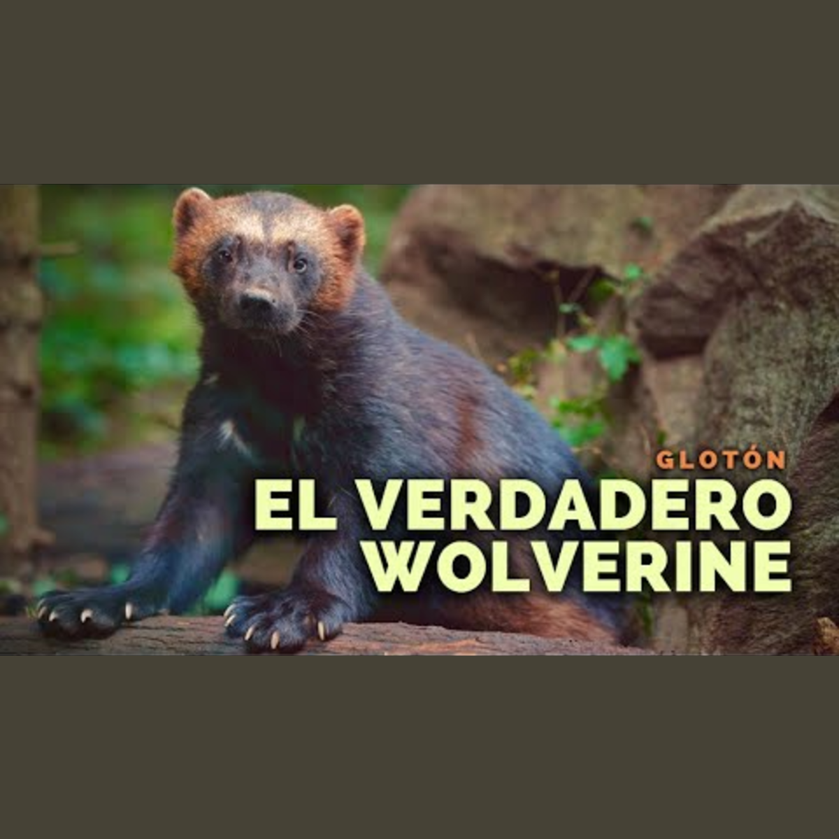 Animalogic En Español