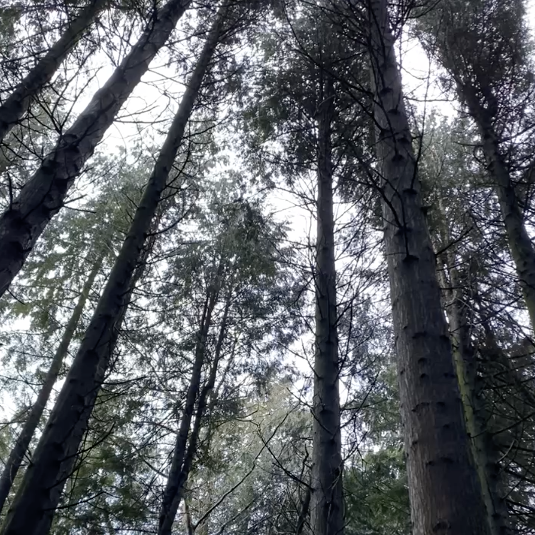 Sound Escape 110: The start of spring in South Wales