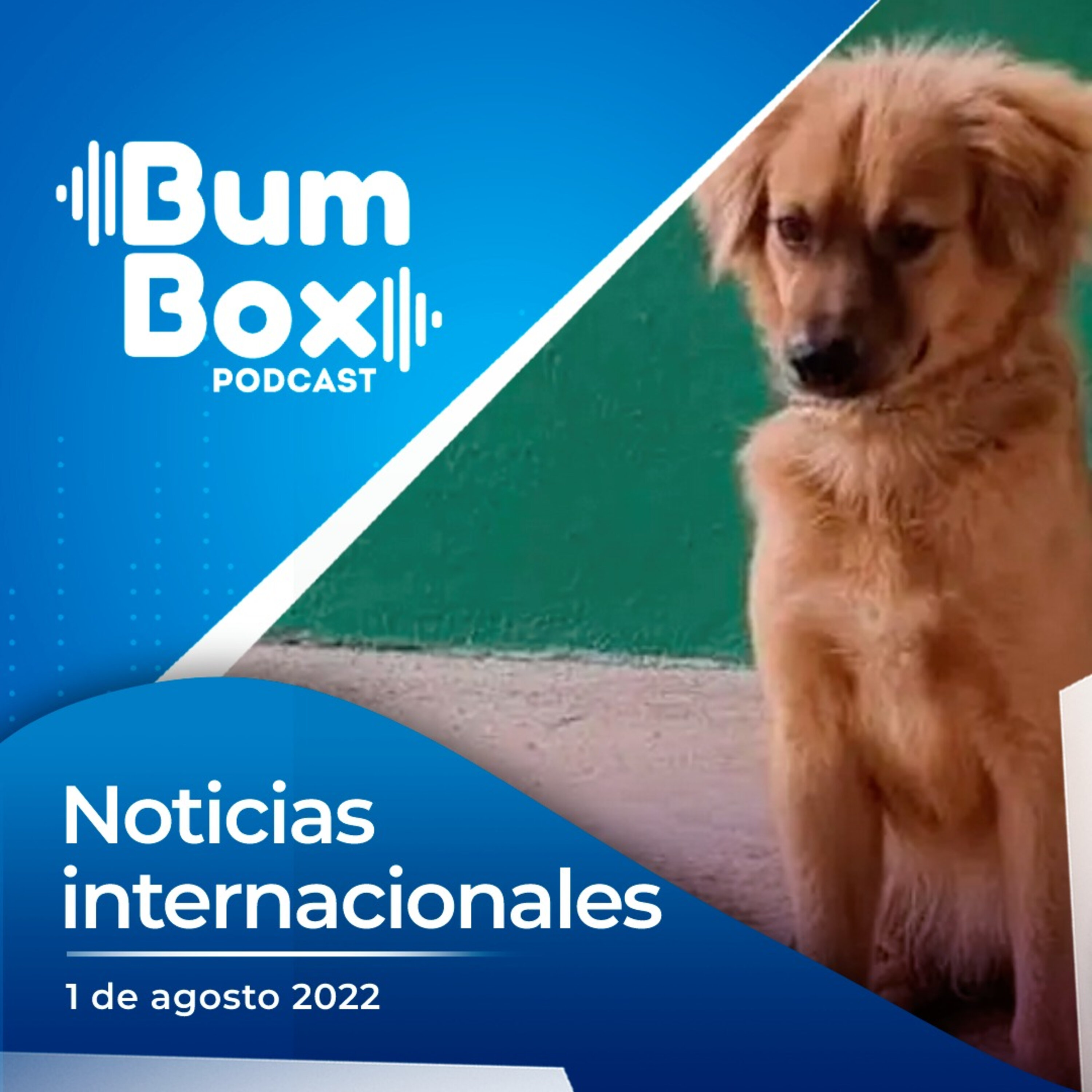 El milagro de Mili, la españolita: una perrita sobrevivió 40 días en un contenedor
