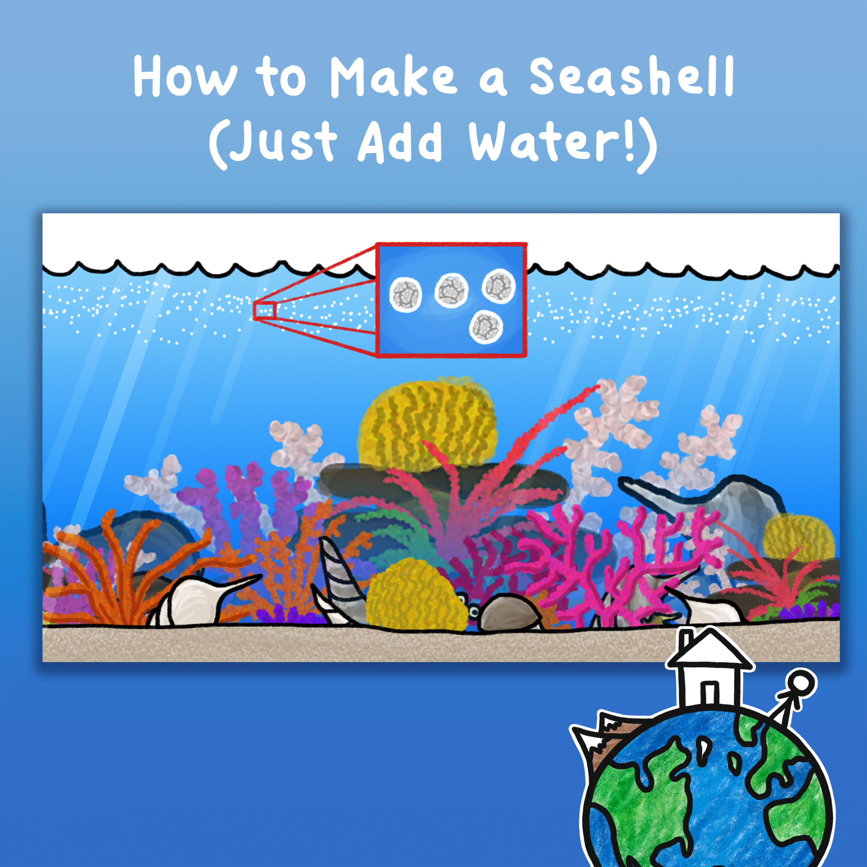 How to Make a Seashell - Just Add Water!