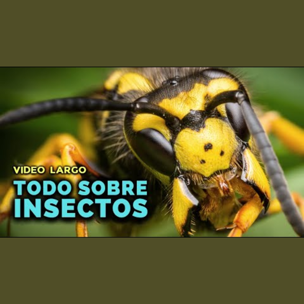 Animalogic En Español
