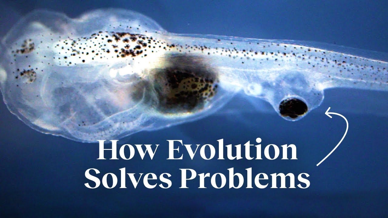 How evolution creates problem-solving machines | Michael Levin How evolution creates problem-solving machines | Michael Levin