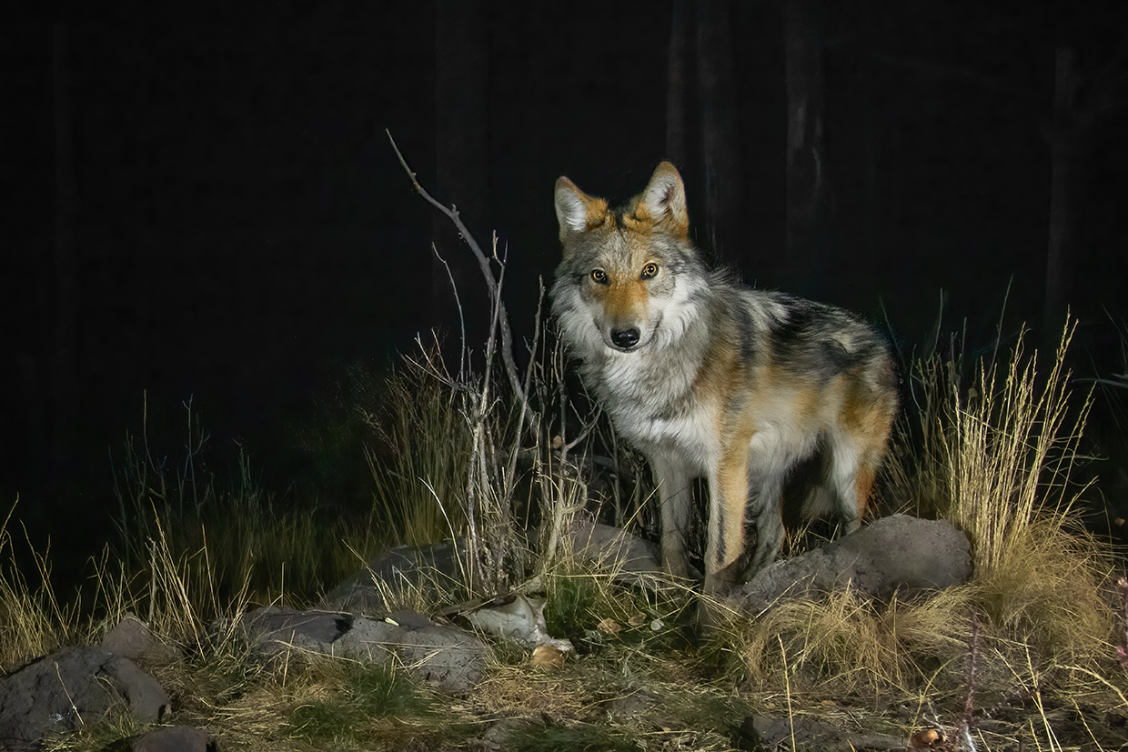BRINGING WOLVES TO THE GRAND CANYON