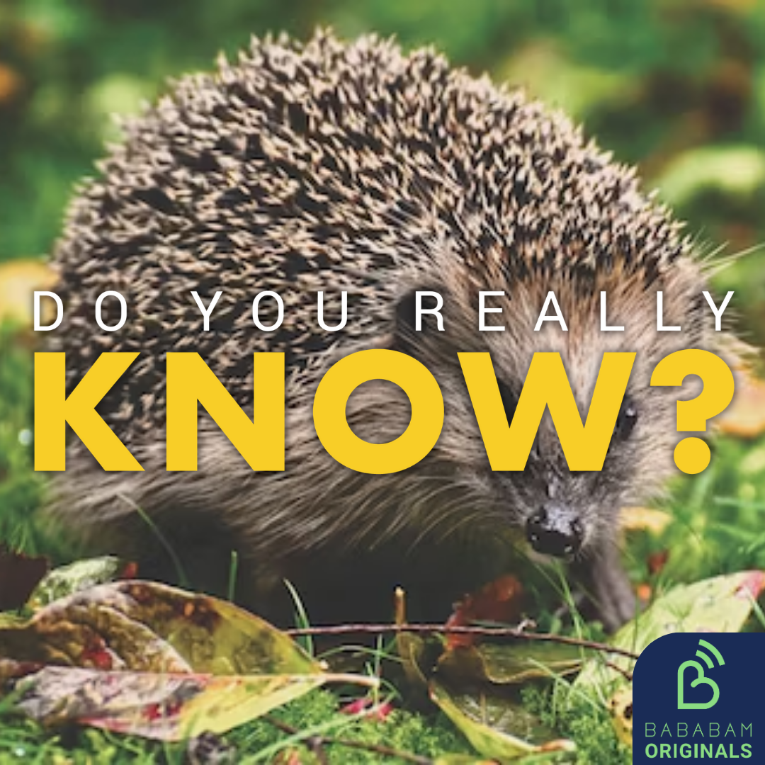 What are umbrella species? Do you really know? Podcast Podtail