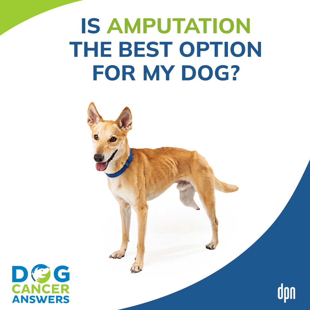 Is Amputation the Best Option for My Dog? │ Dr. Nancy Reese #101
