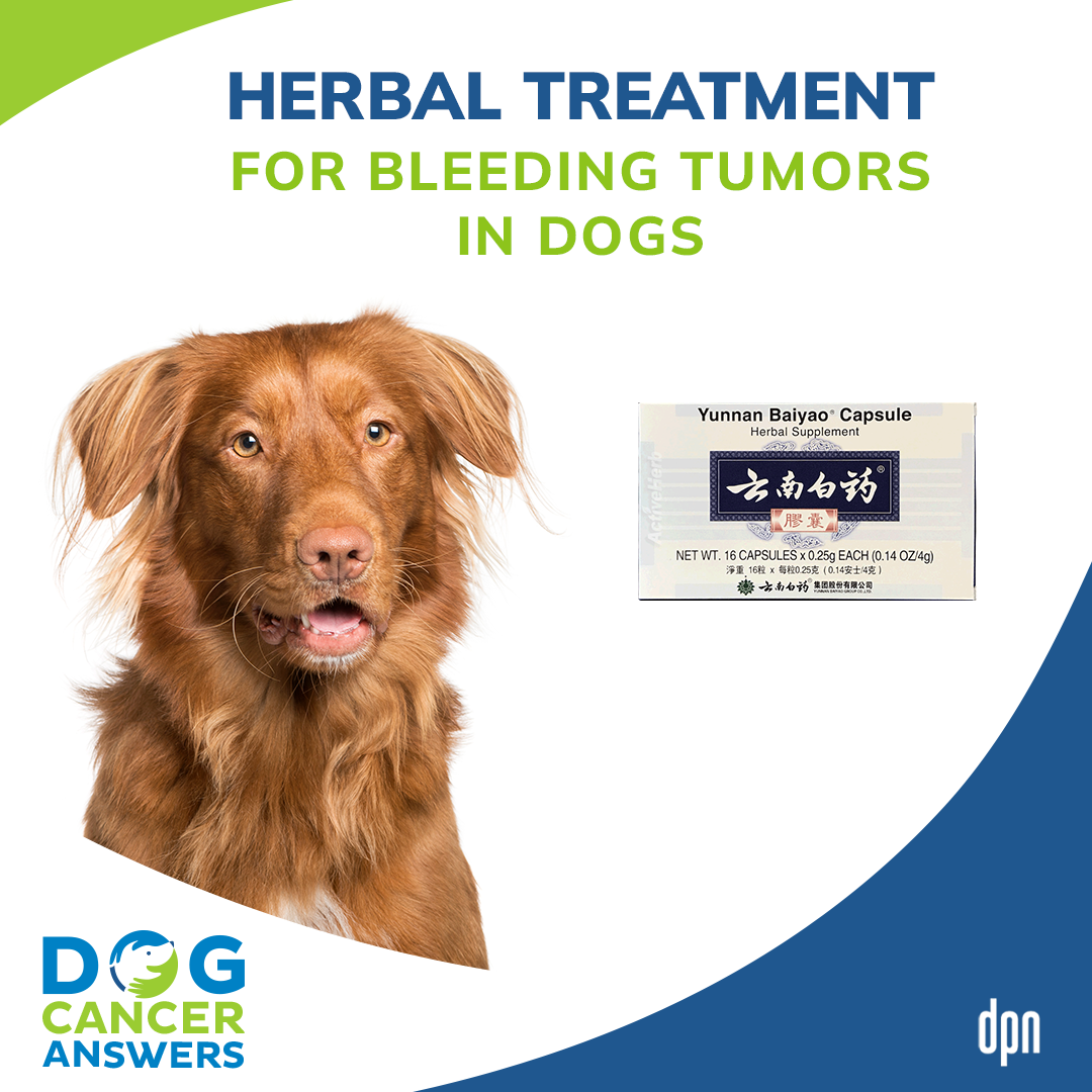 Herbal Treatment for Bleeding Tumors in Dogs │ Dr. Demian Dressler #100