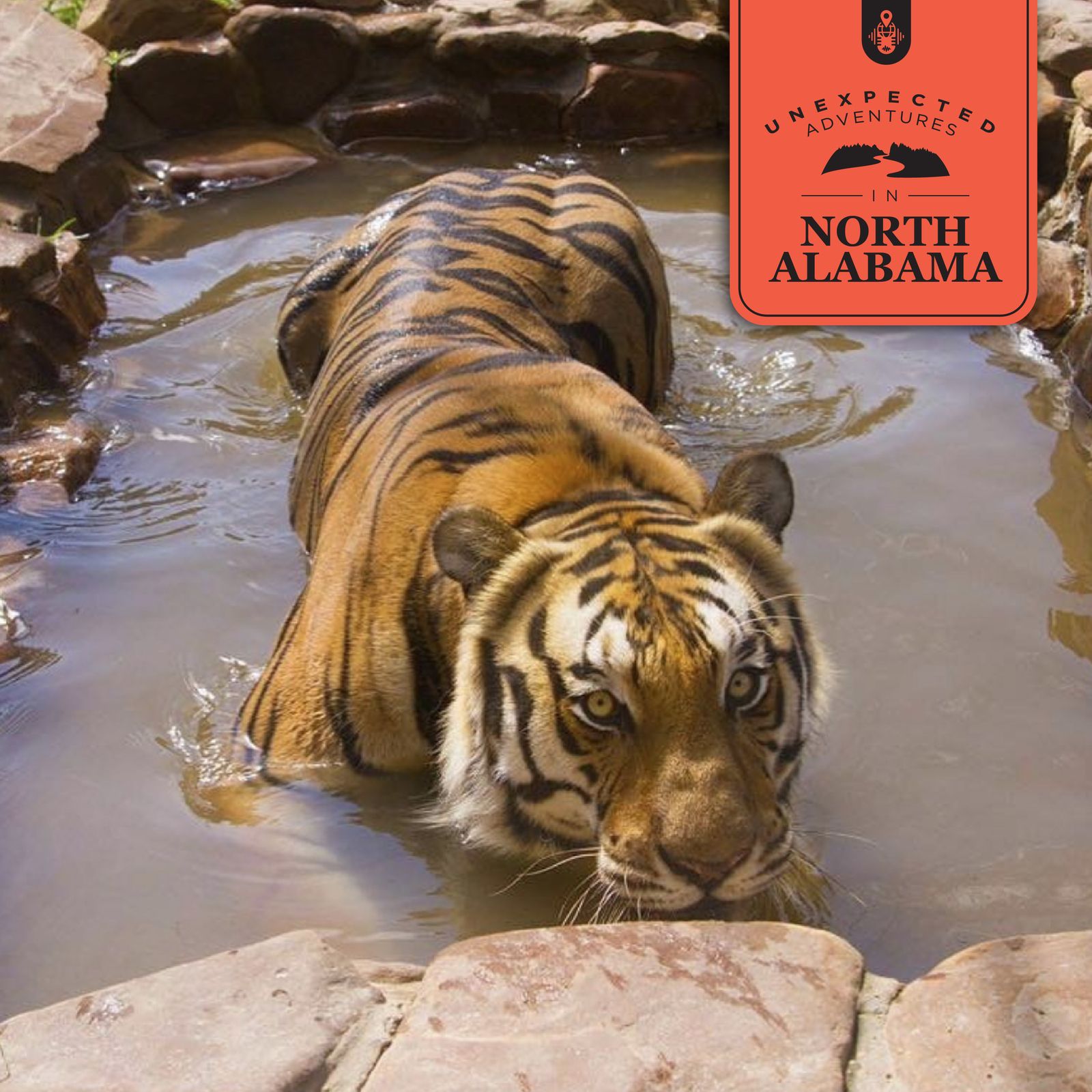 53: Embracing the Wild at Tigers for Tomorrow Exotic Animal Preserve