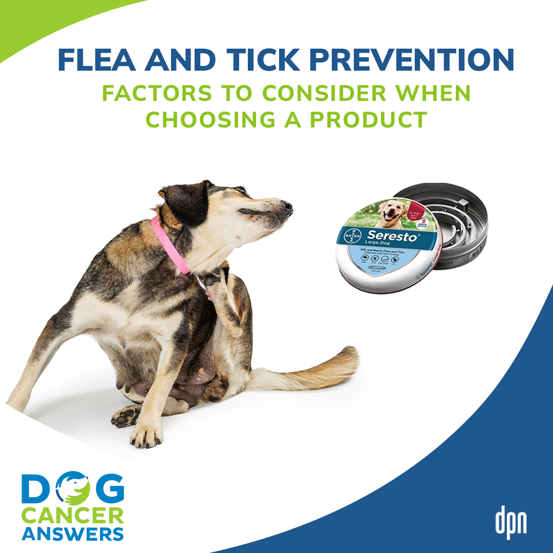 Flea and Tick Prevention: Factors to Consider When Choosing a Product │ Dr. Nancy Reese #98