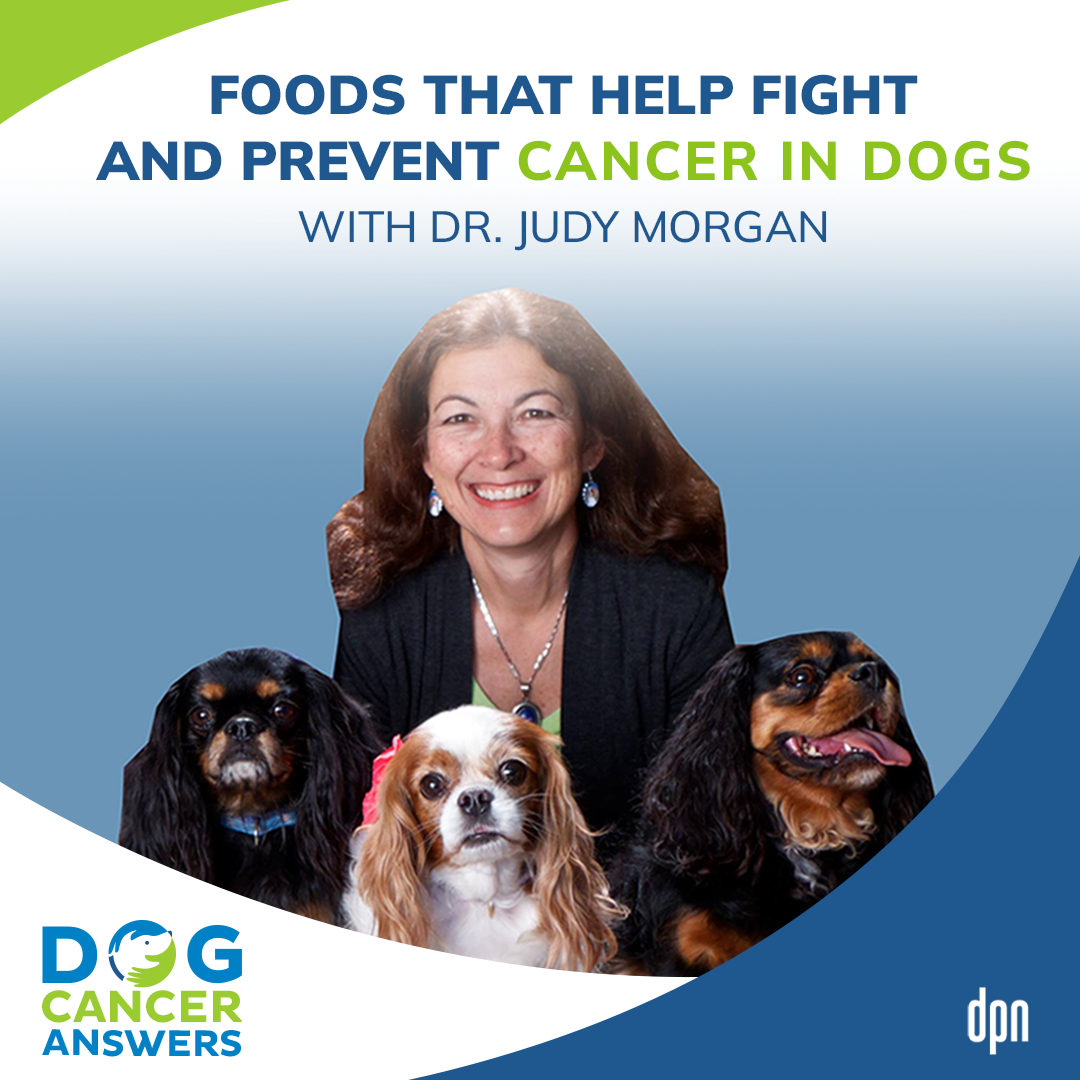 Foods That Help Fight and Prevent Cancer in Dogs │ Dr. Judy Morgan #97