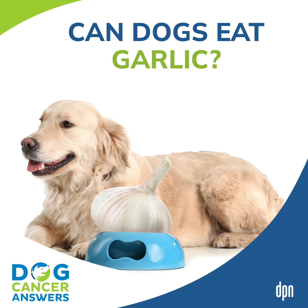 Can Dogs Eat Garlic? │ Dr. Demian Dressler #96