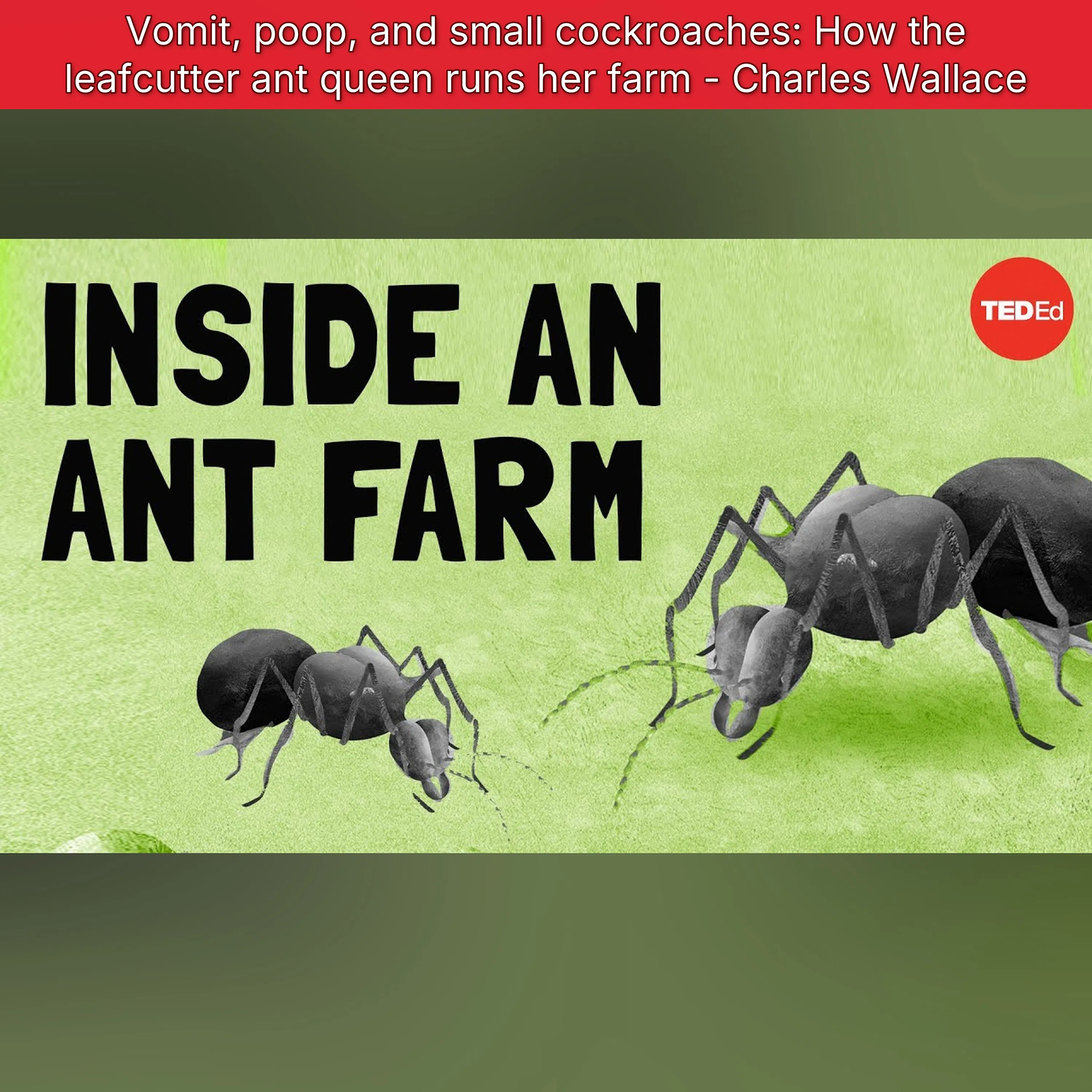 Vomit, poop, and small cockroaches: How the leafcutter ant queen runs her farm - Charles Wallace