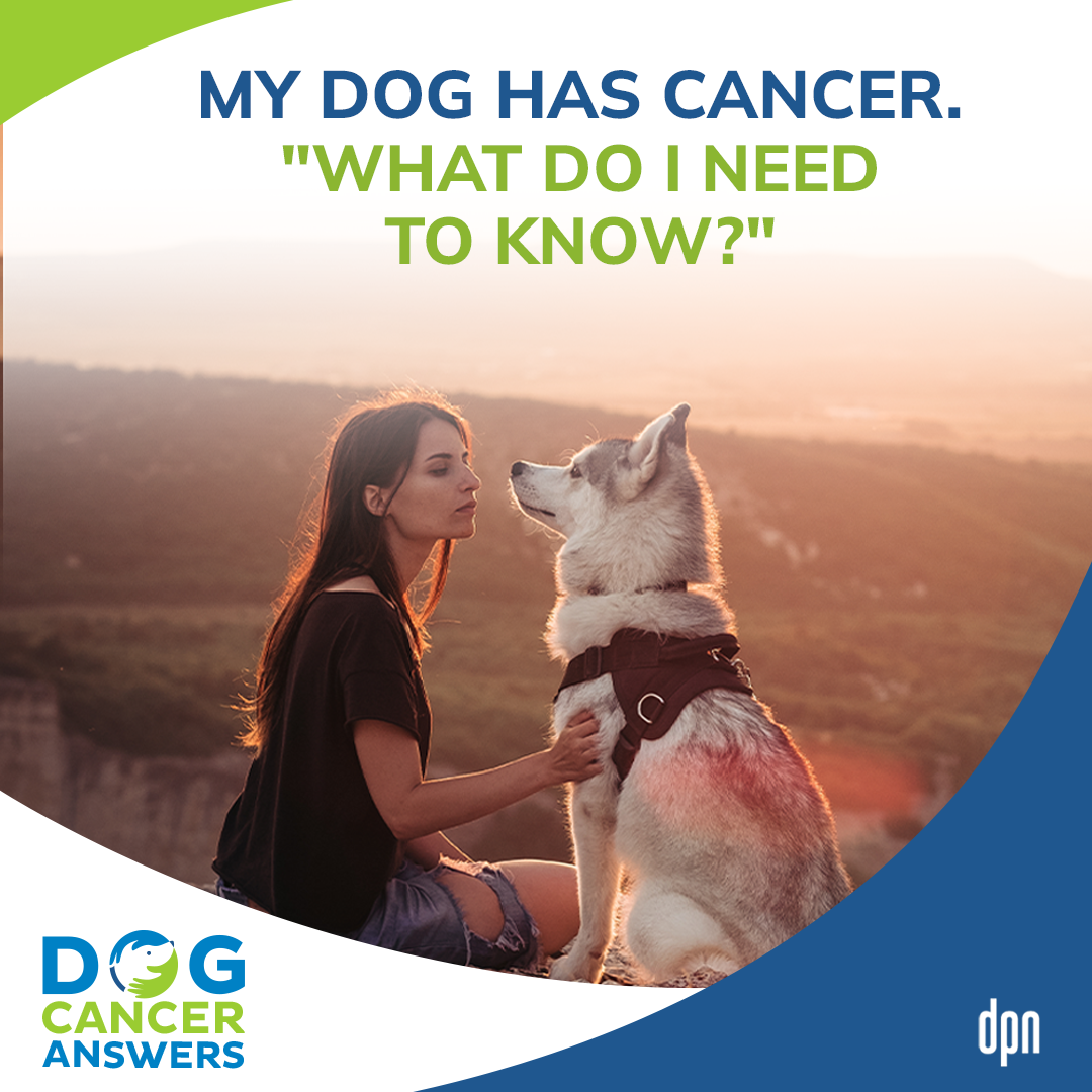 My Dog Has Cancer: What Do I Need to Know? │ Molly Jacobson #89