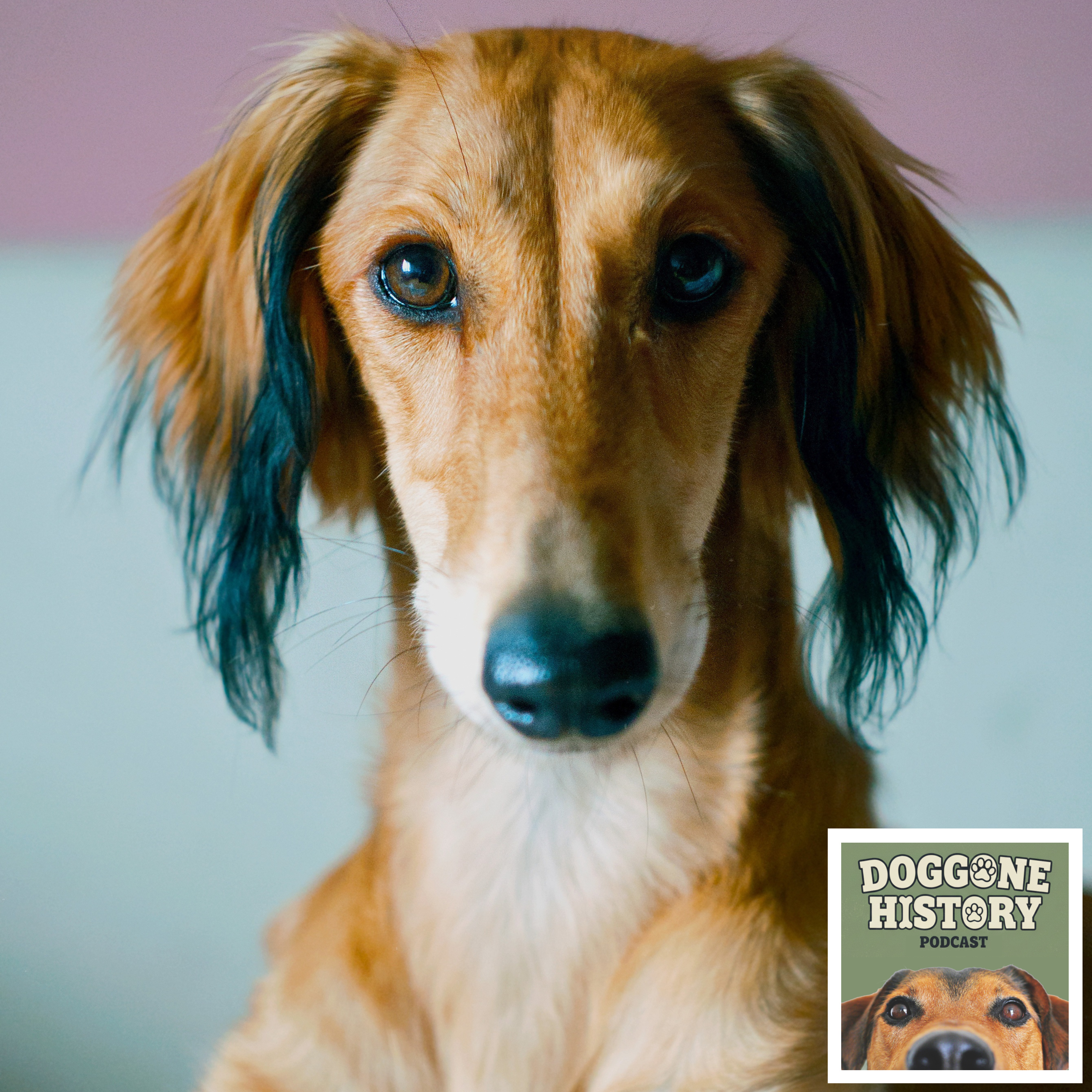 Salukis: Ancient Hunters of the Middle East