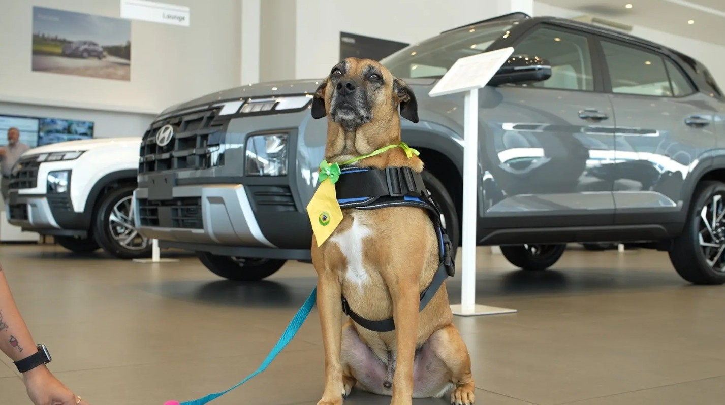 Conheça Tucson, o 'cãosultor de vendas' do ES que conquistou clientes e a internet
