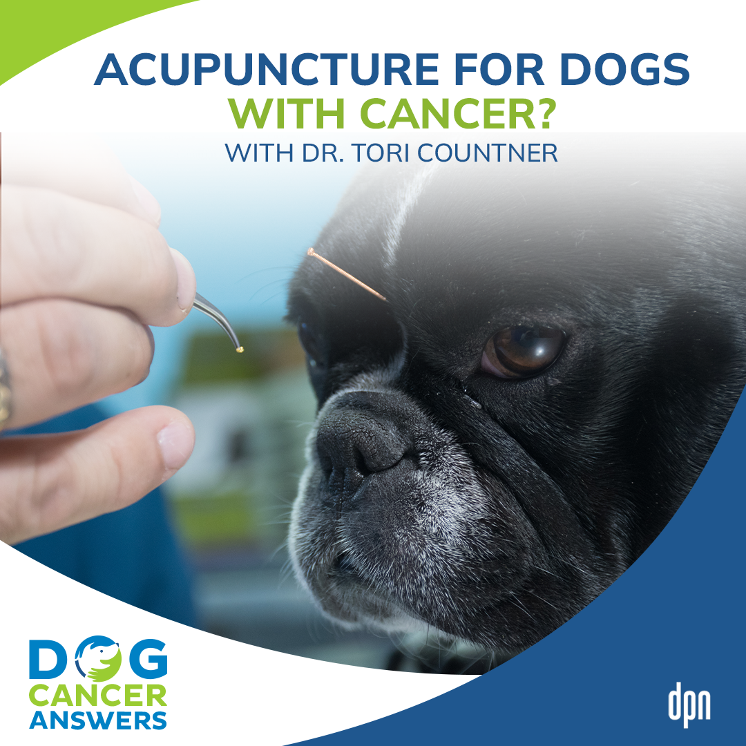 Dog Acupuncture | Dr. Tori Countner #71