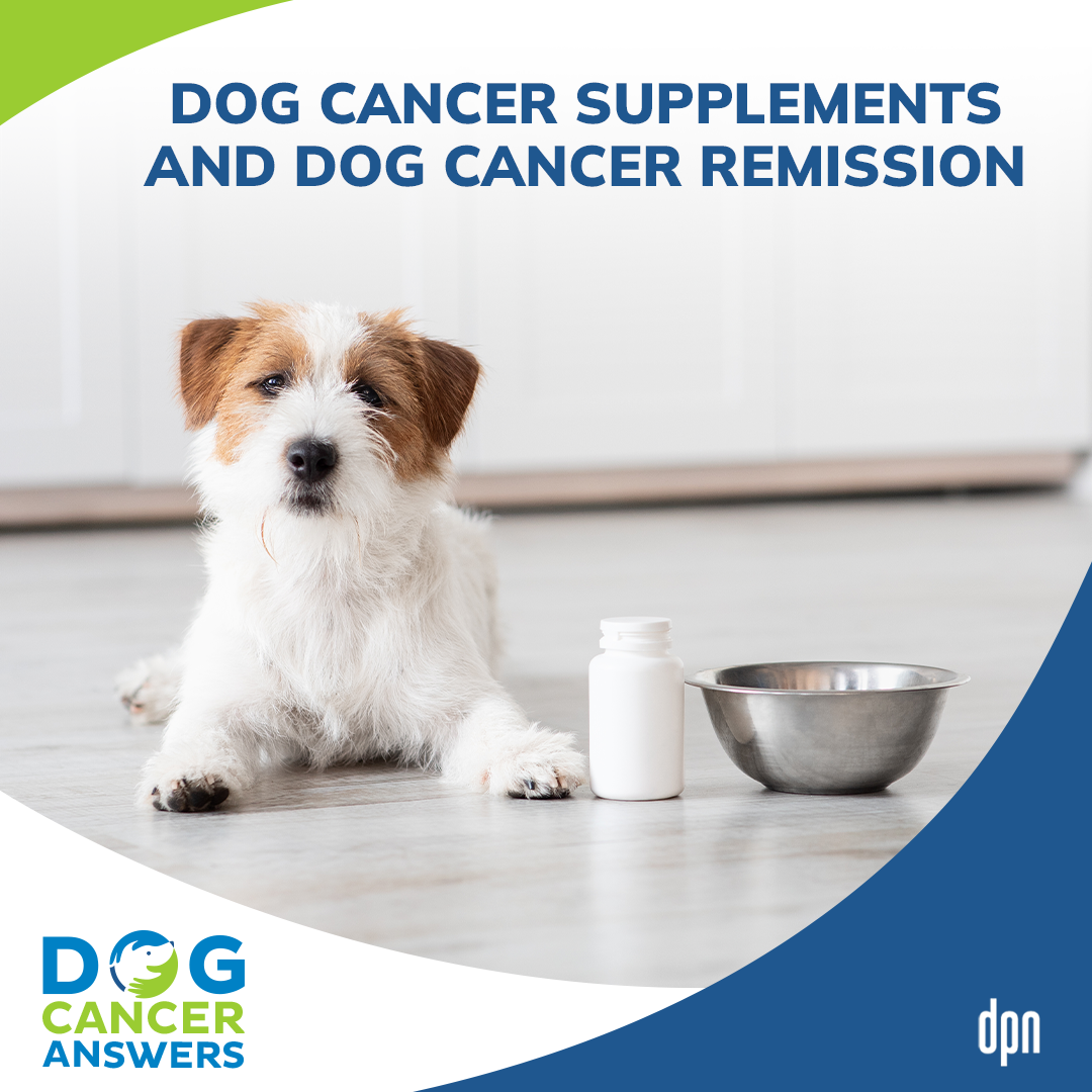 Dog Cancer Supplements and Dog Cancer Remission │ Dr. Demian Dressler #67