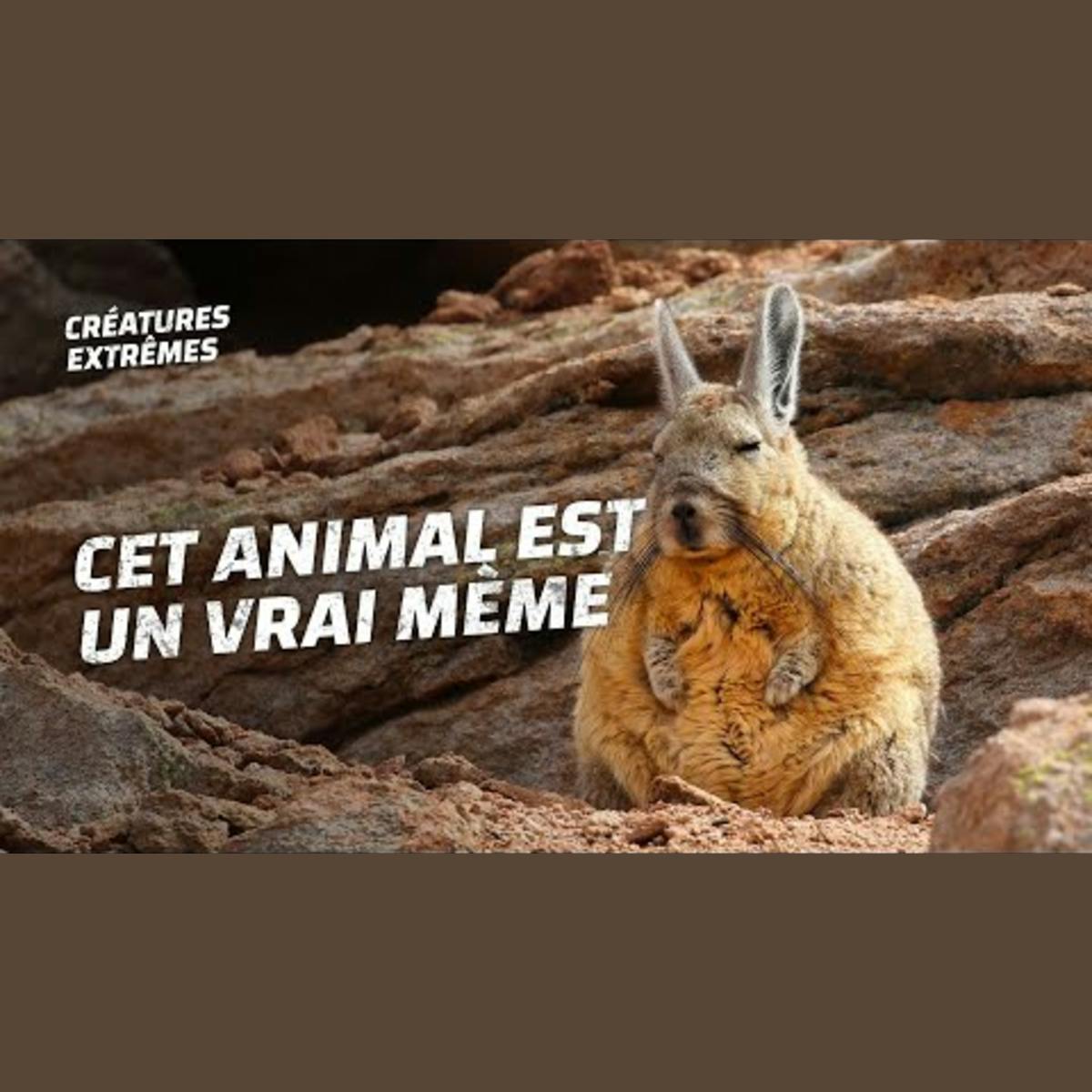 Chuuuut, il semble dormir Chuuuut, il semble dormir