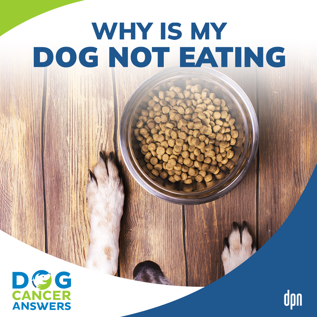 Why Is My Dog Not Eating? | Dr. Trina Hazzah #119