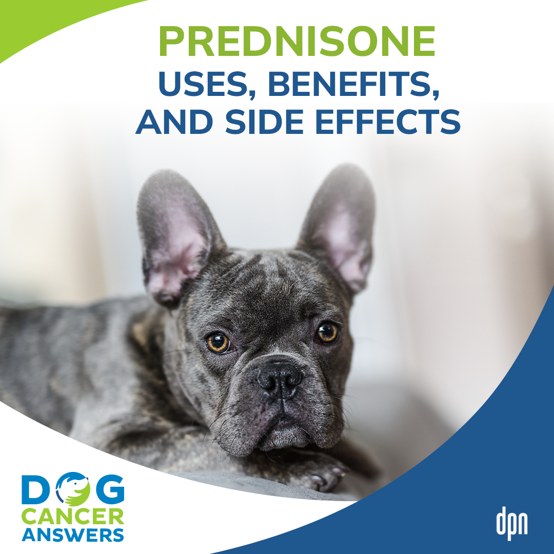 Prednisone for Dogs - Uses, Benefits, and Side Effects | Dr. Tammy Powell #60