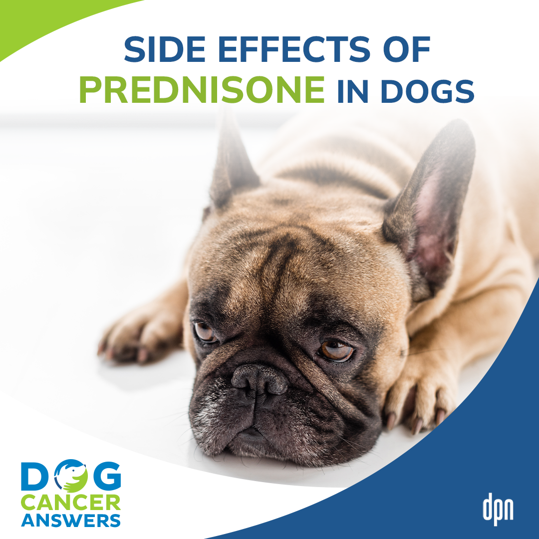 Side Effects of Prednisone in Dogs │ Dr. Demian Dressler #59