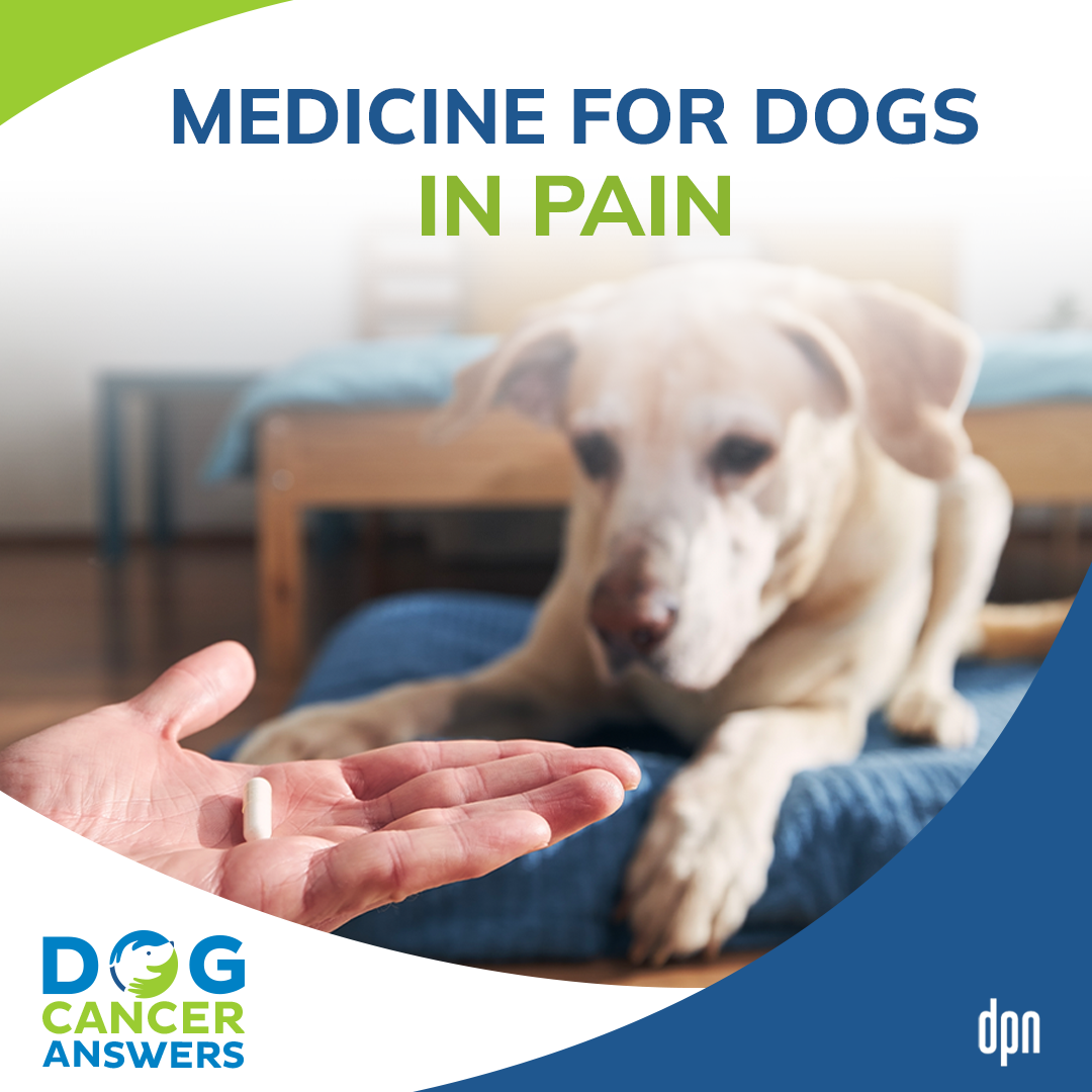 Medicine for Dogs in Pain | Dr. Demian Dressler #58