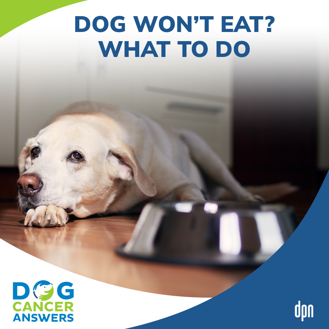 Dog Won't Eat? What To Do | Dr. Sue Ettinger #56