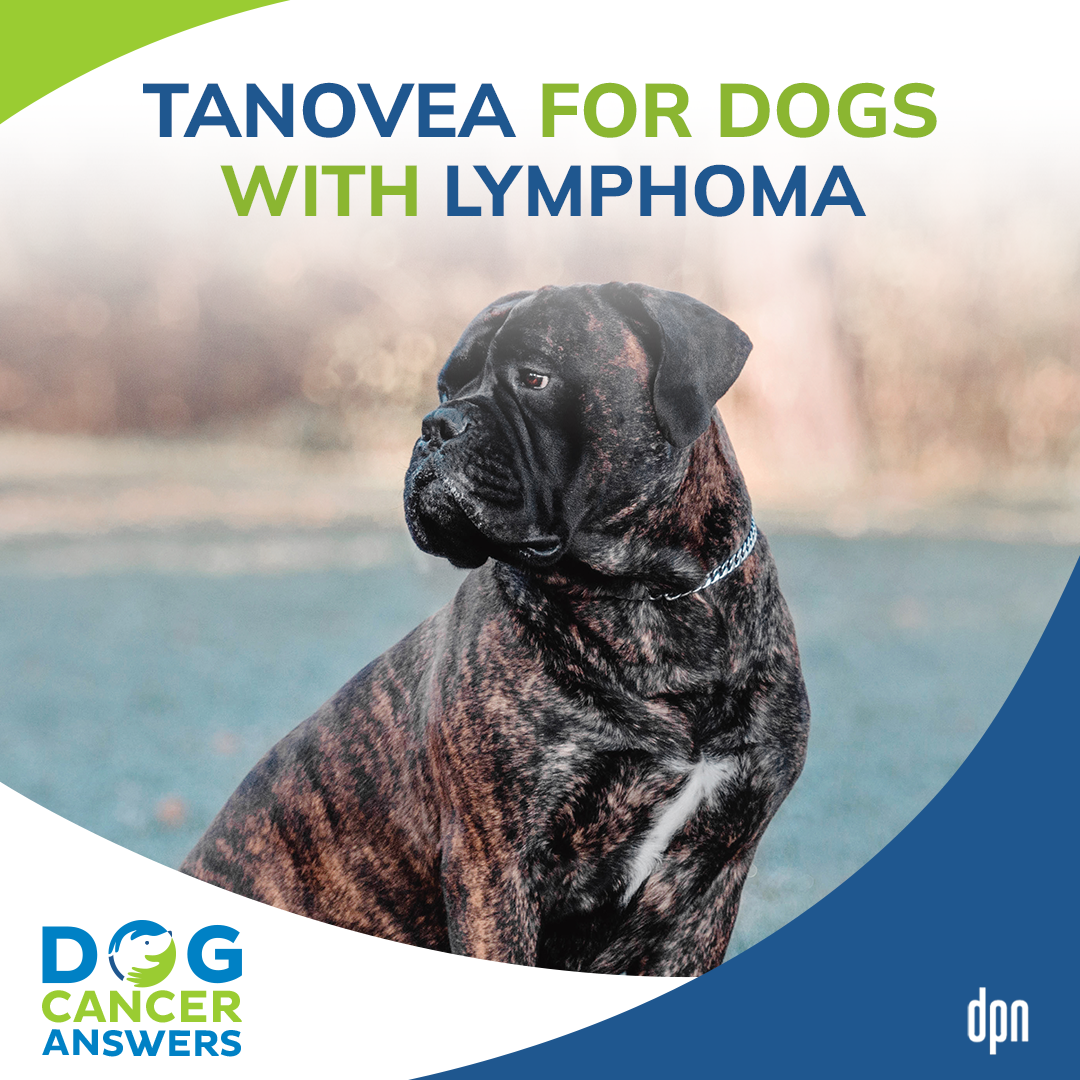 Tanovea for Dogs with Lymphoma │ Dr. Demian Dressler #55