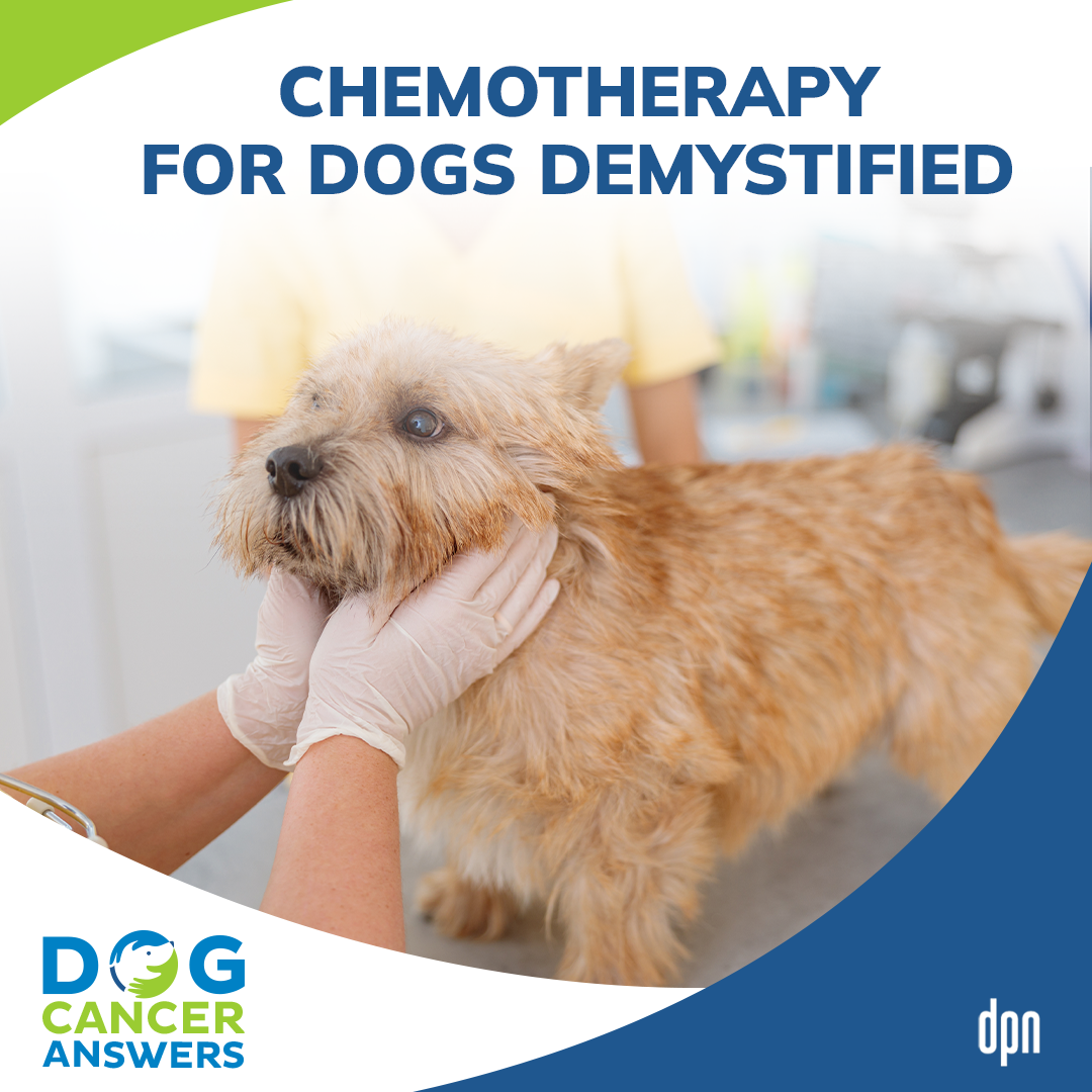 Chemotherapy for Dogs Demystified | Dr. Sue Ettinger #54