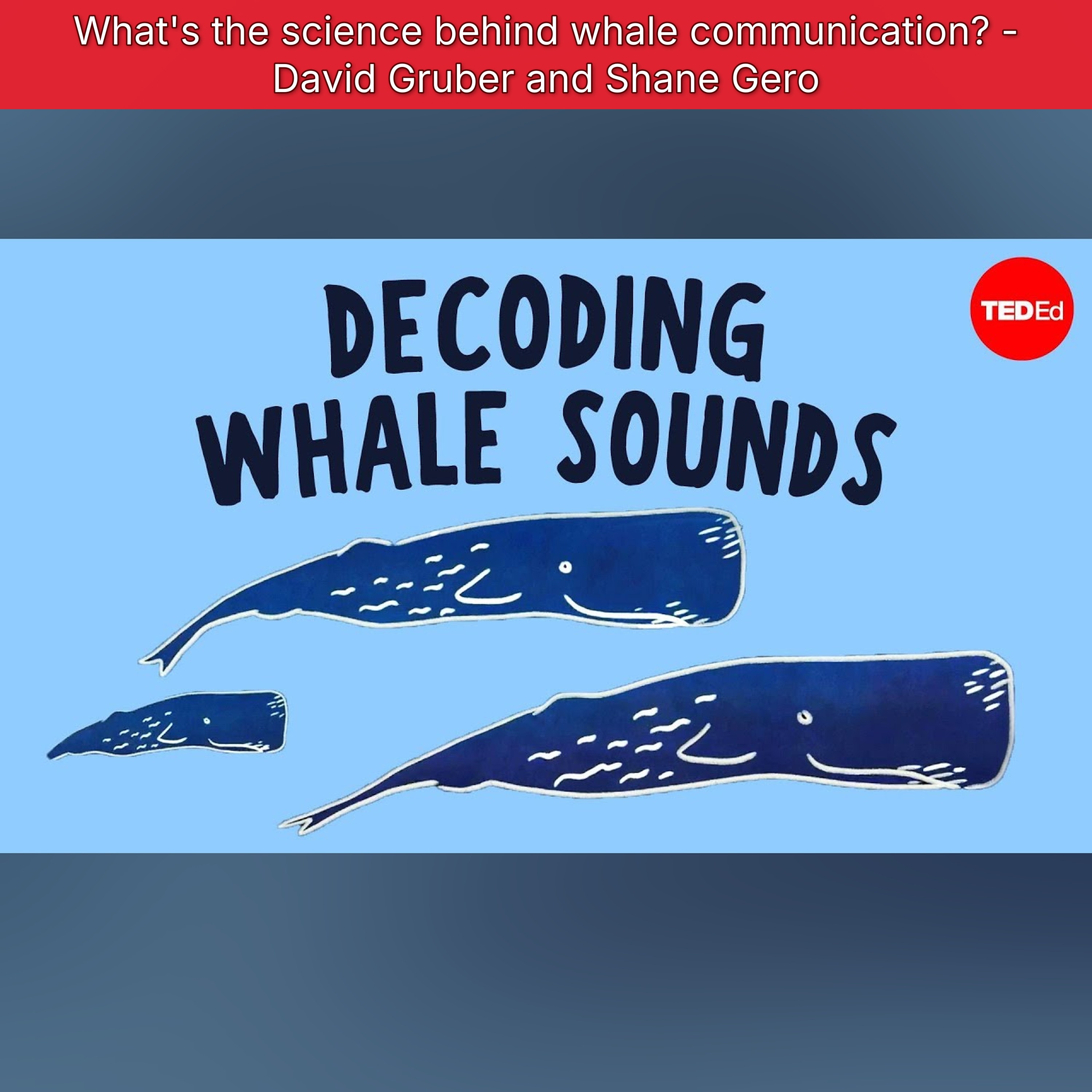 What's the science behind whale communication? - David Gruber and Shane Gero episode artwork