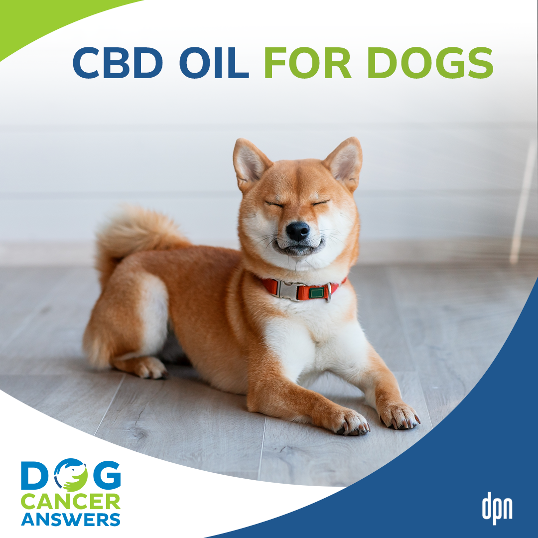 CBD Oil for Dogs│ Dr. Demian Dressler #52
