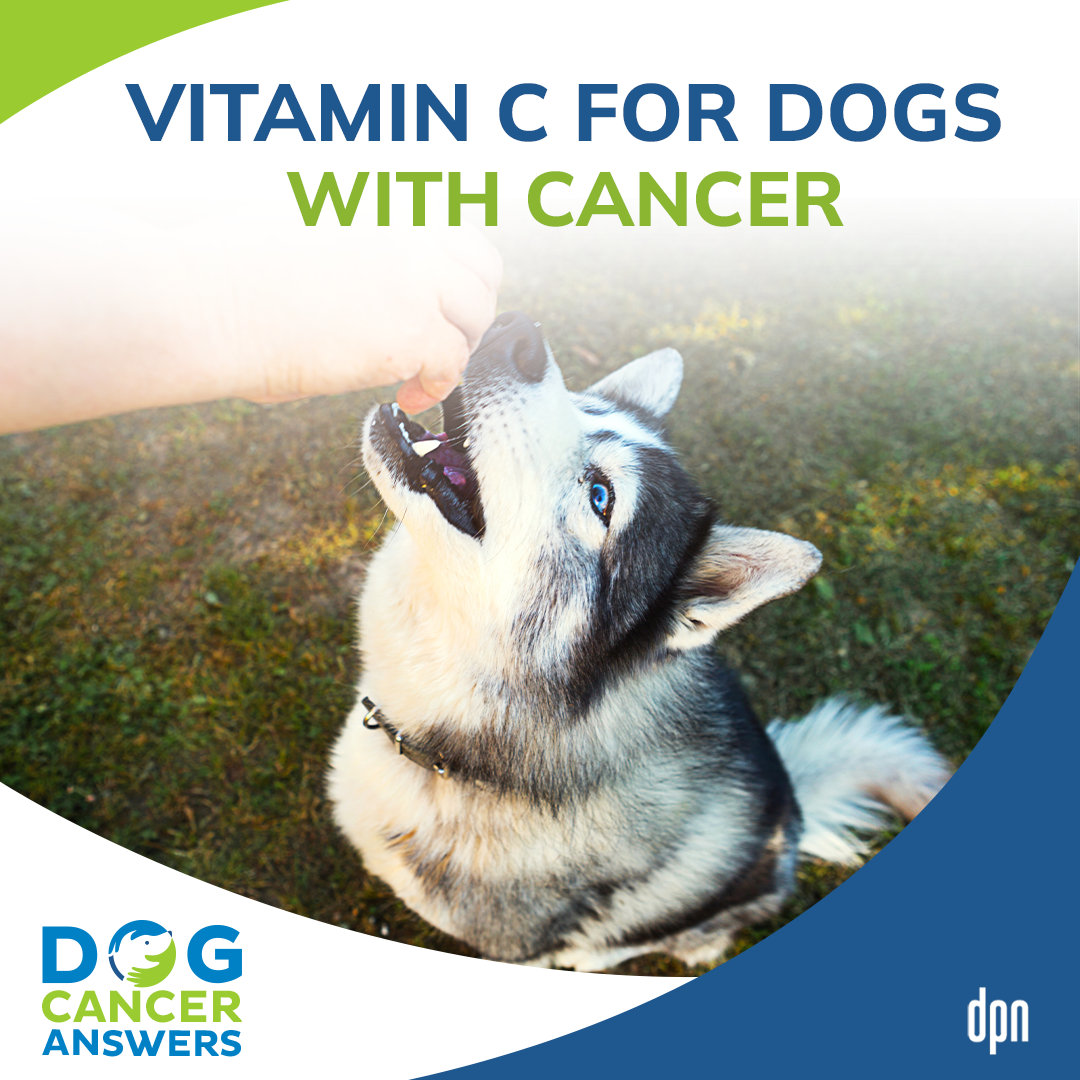 Vitamin C for Dogs with Cancer │ Dr. Nancy Reese #51
