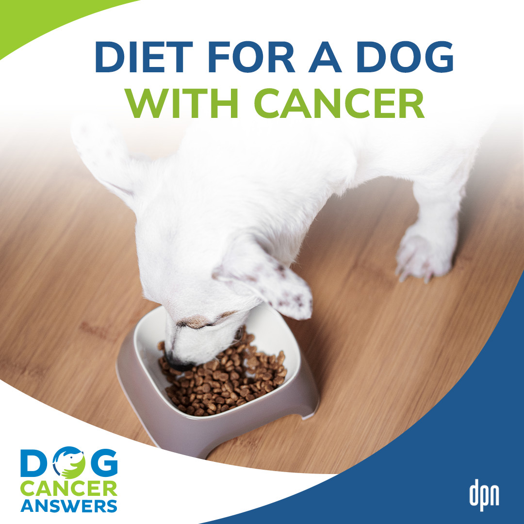 Diet for a Dog with Cancer | Dr. Sue Ettinger #50
