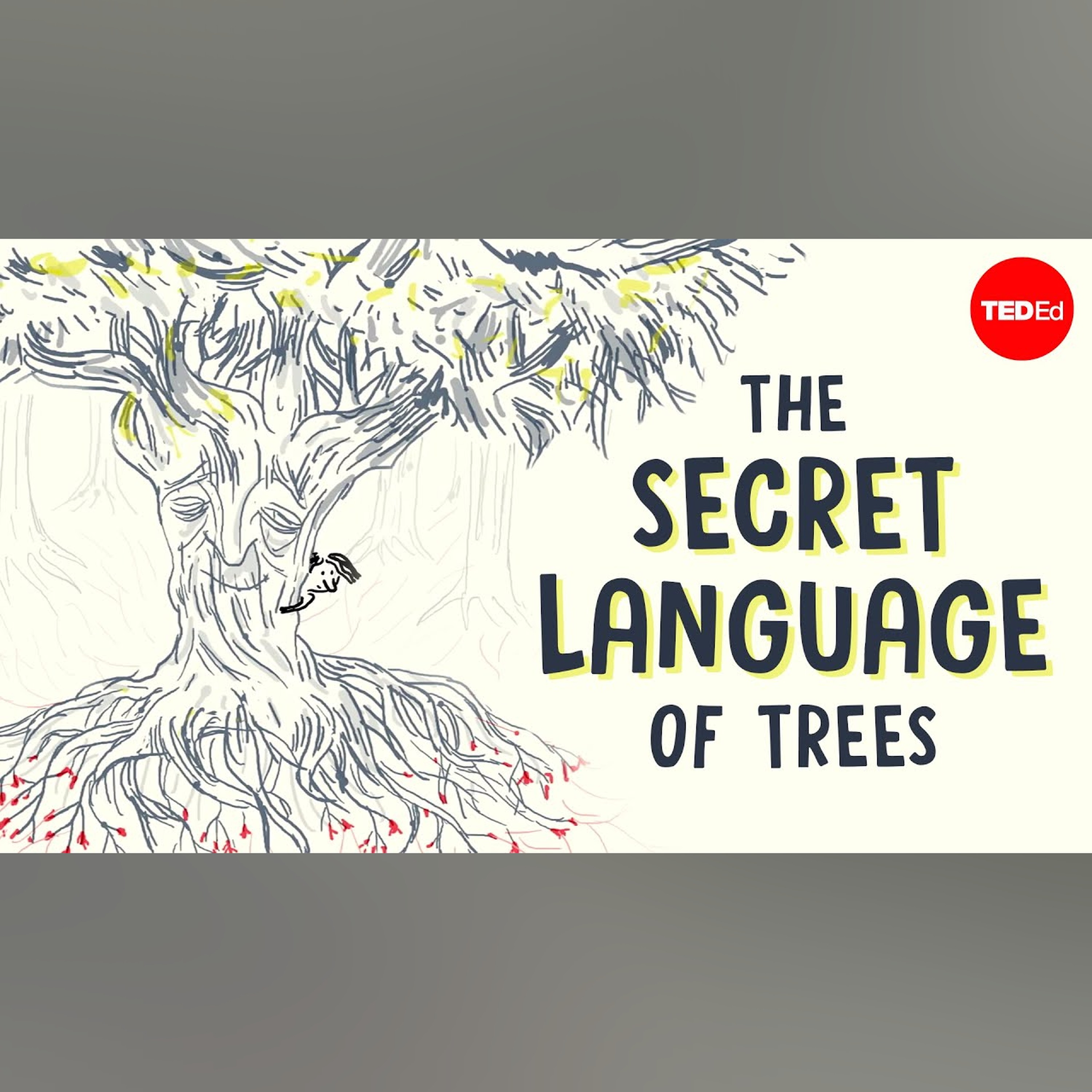 The secret language of trees - Camille Defrenne and Suzanne Simard