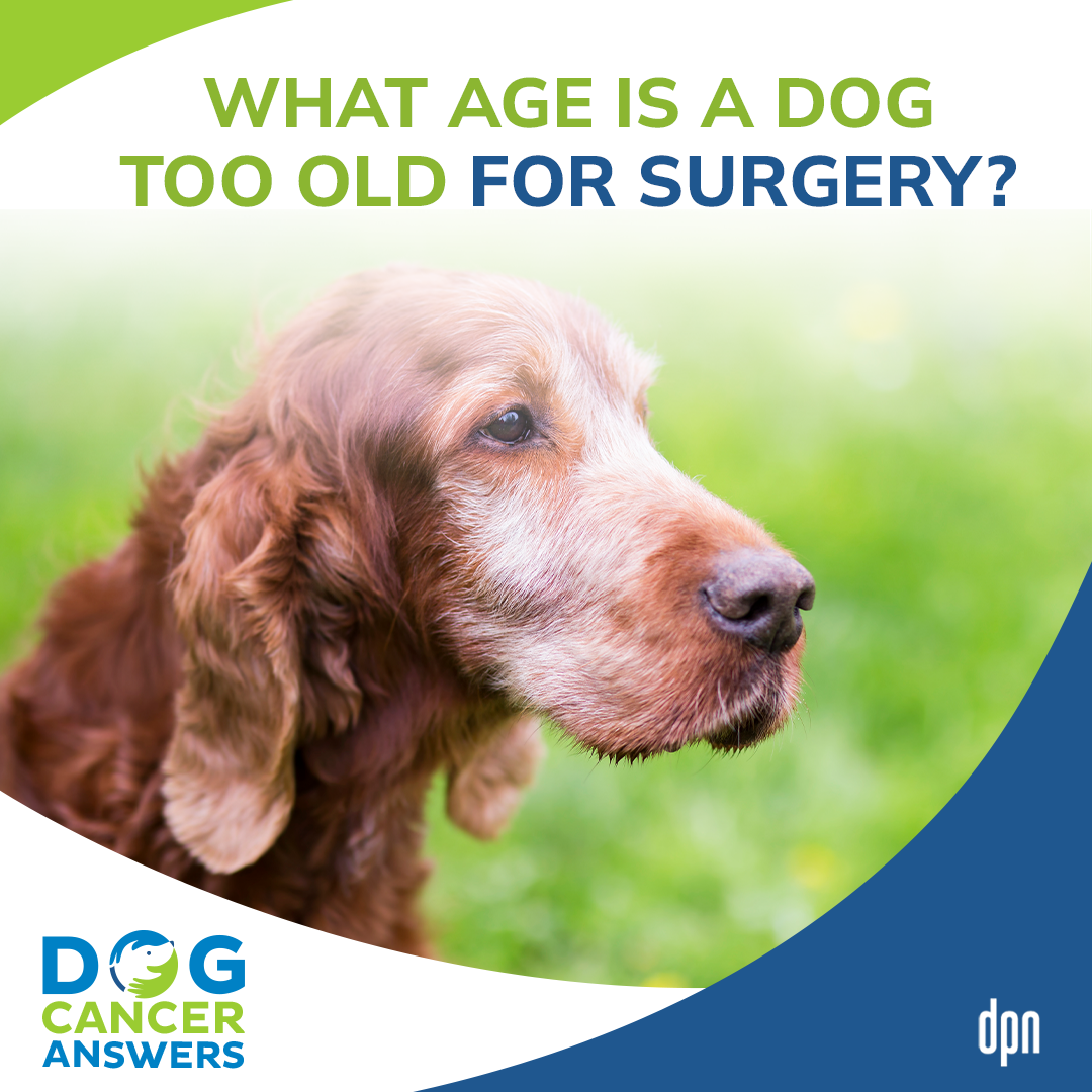 What Age Is a Dog Too Old for Surgery? │ Dr. Nancy Reese #49