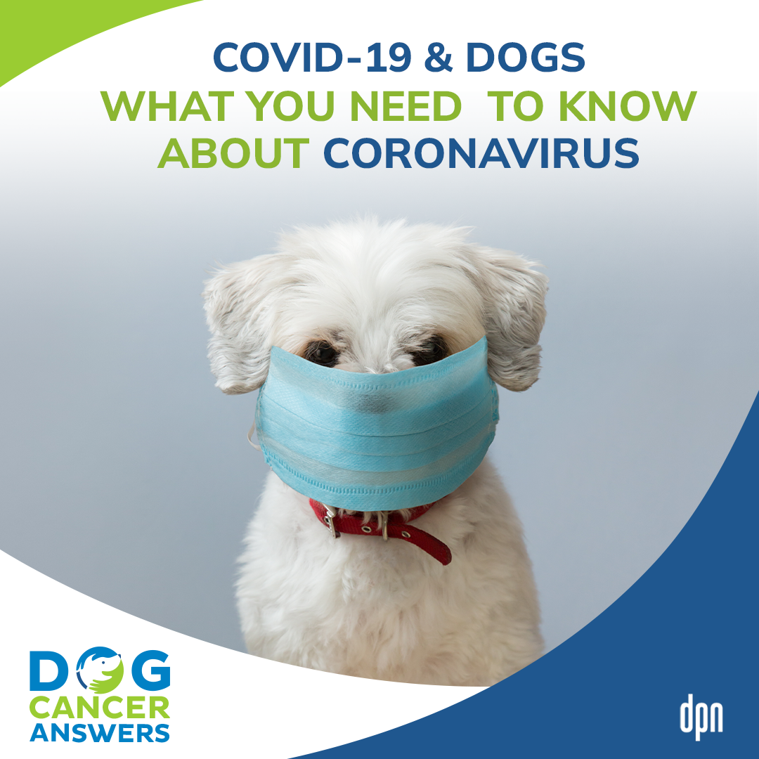 COVID-19 & Dogs: What You Need to Know About Coronavirus │ Dr. Nancy Reese #48