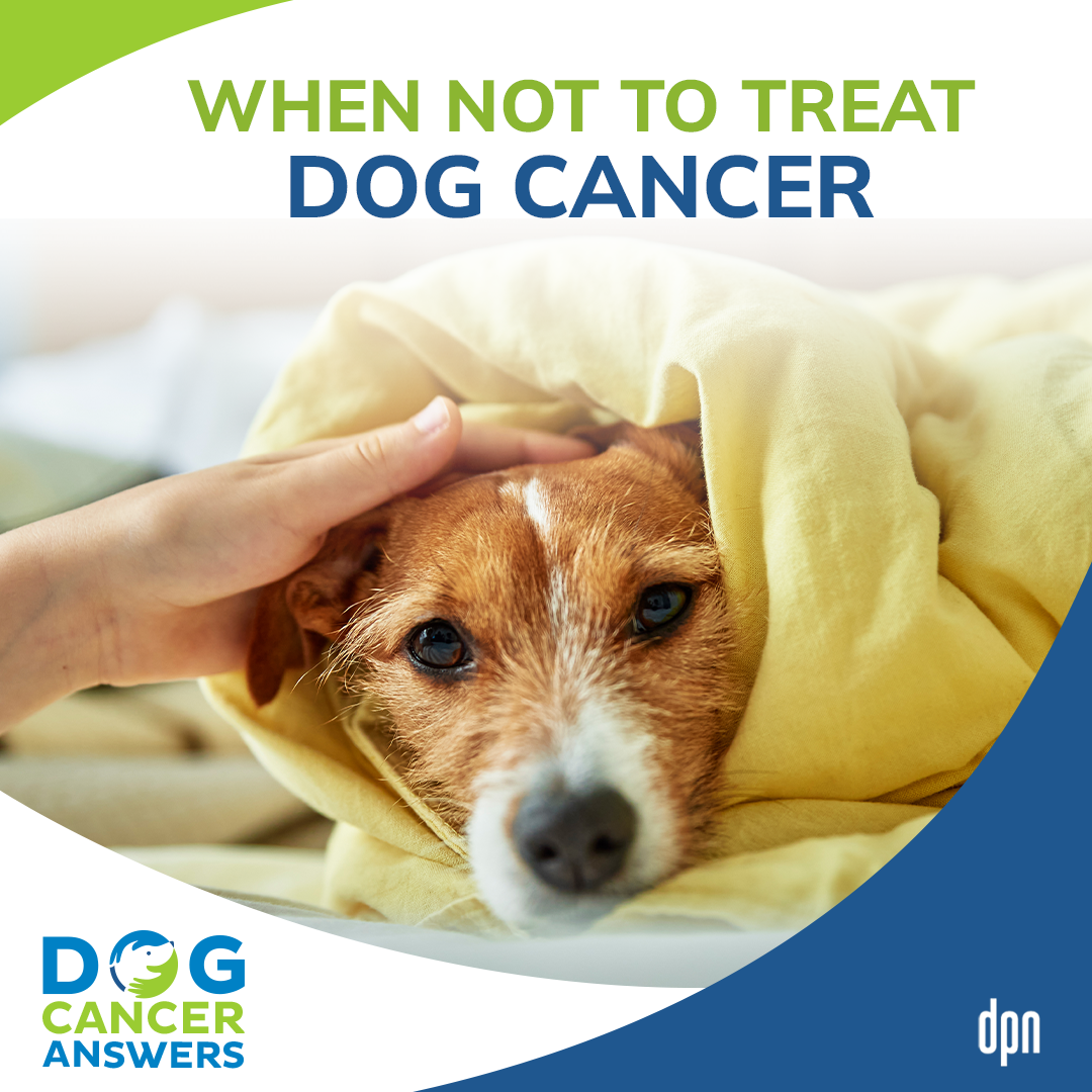 When Not to Treat Dog Cancer │ Dr. Demian Dressler #46
