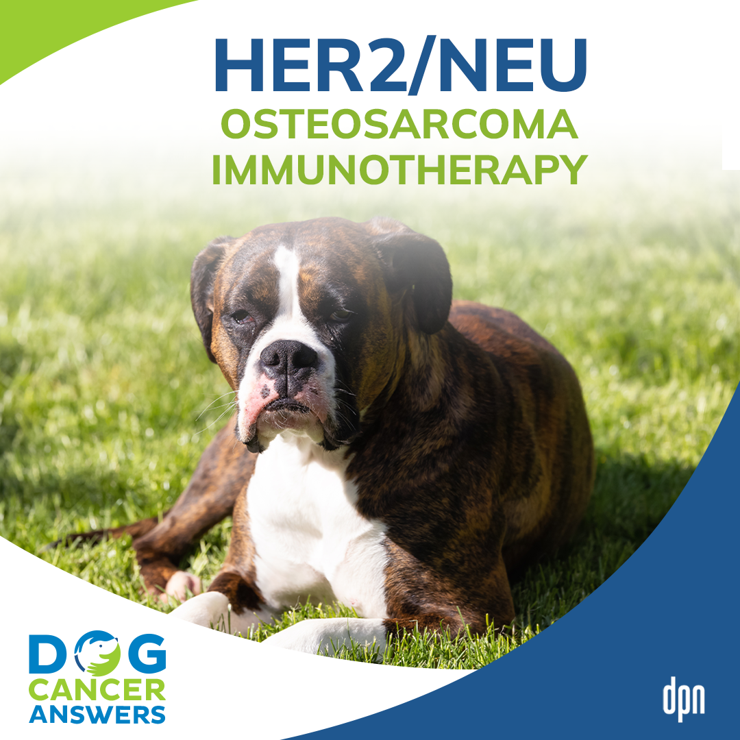 HER2/neu Osteosarcoma Immunotherapy │ Dr. Sue Ettinger #45