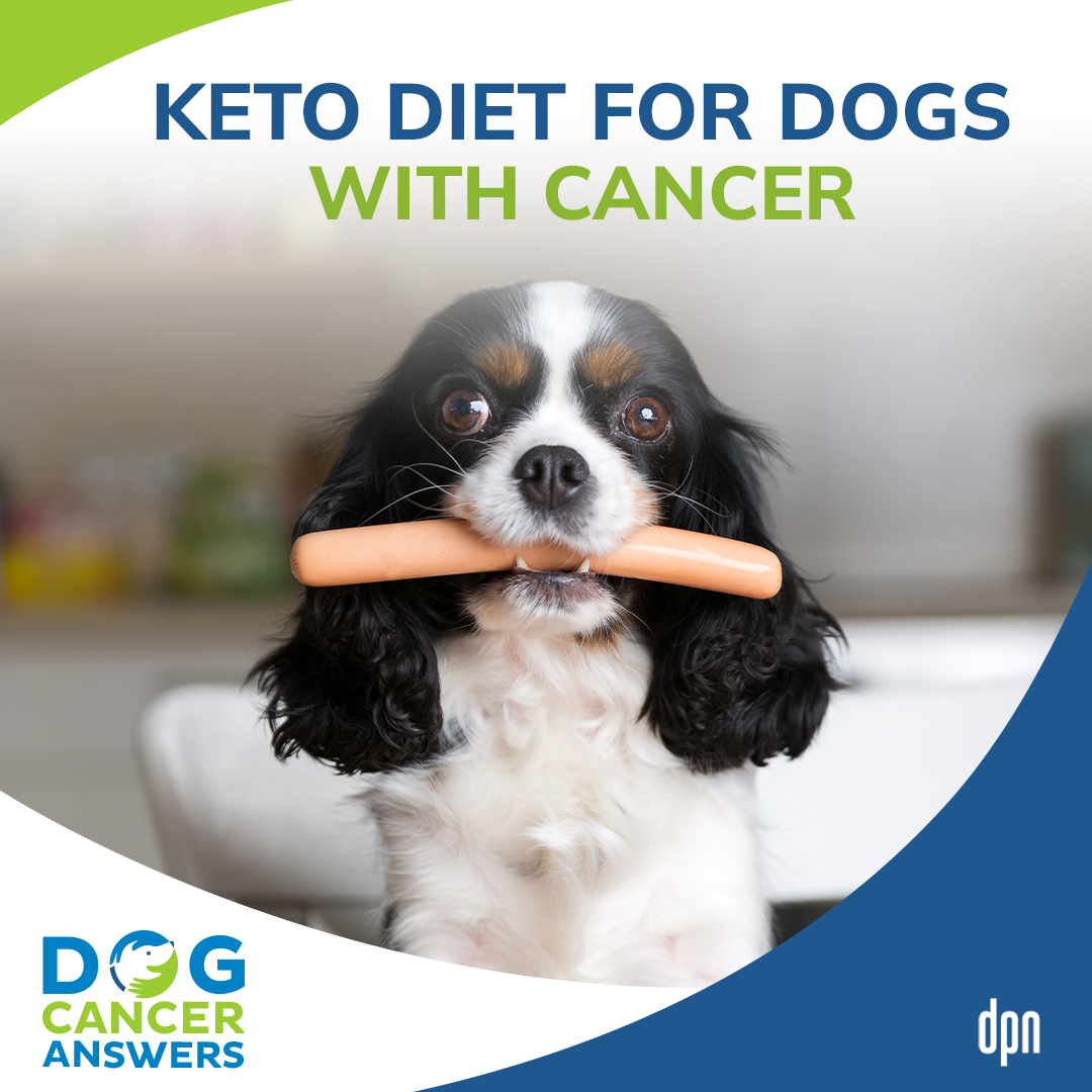 Keto Diet for Dogs with Cancer │ Dr. Demian Dressler #44