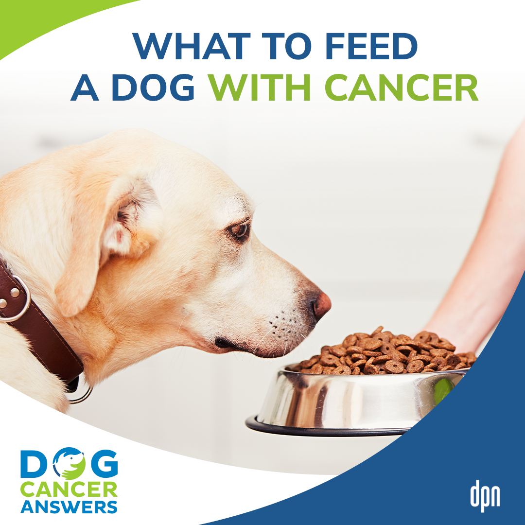 What to Feed a Dog with Cancer │ Dr. Demian Dressler #43