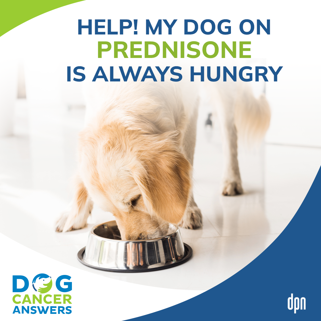 Help, My Dog on Prednisone Is Always Hungry │ Dr. Demian Dressler #42