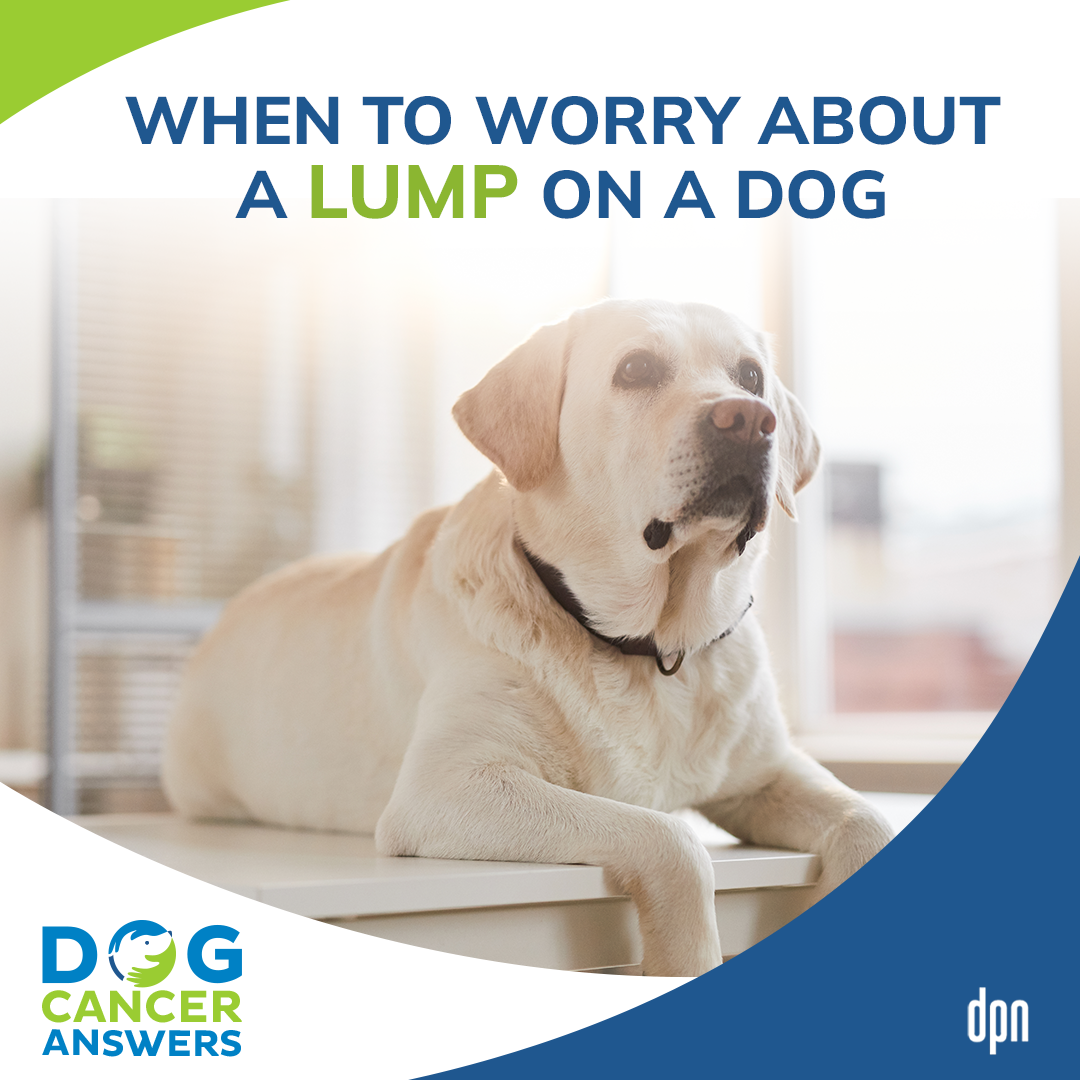 When to Worry About a Lump on a Dog │ Dr. Sue Ettinger #41