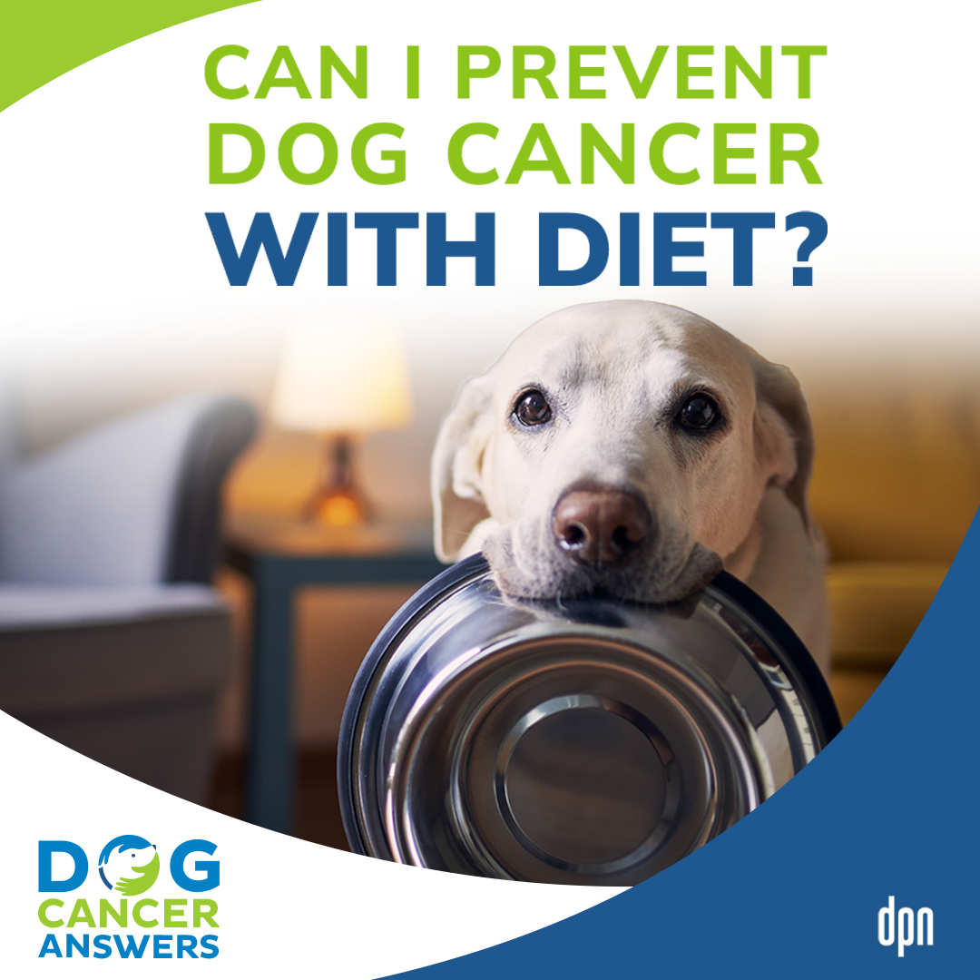 Can I Prevent Dog Cancer With Diet? | Dr. Nancy Reese #156