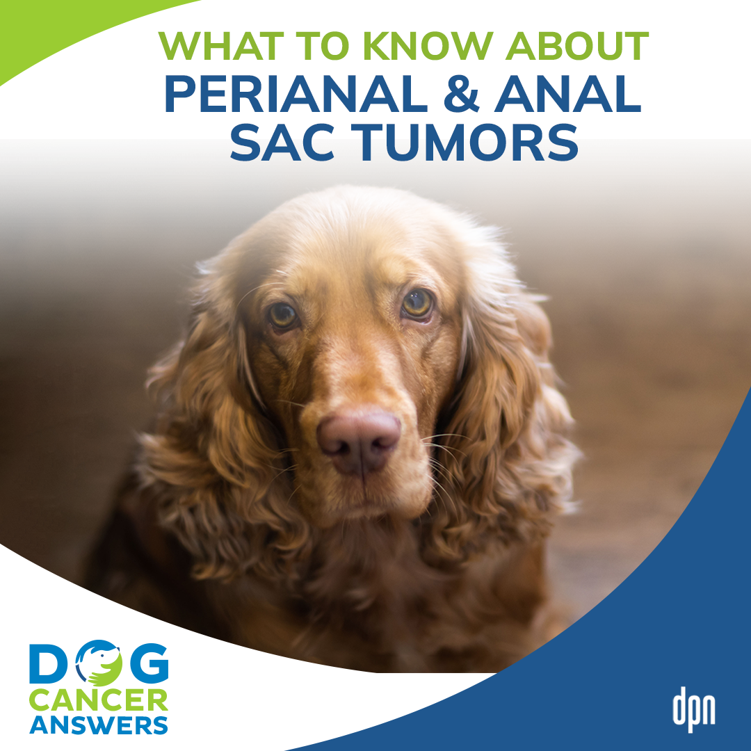 What to Know About Perianal & Anal Sac Tumors #39