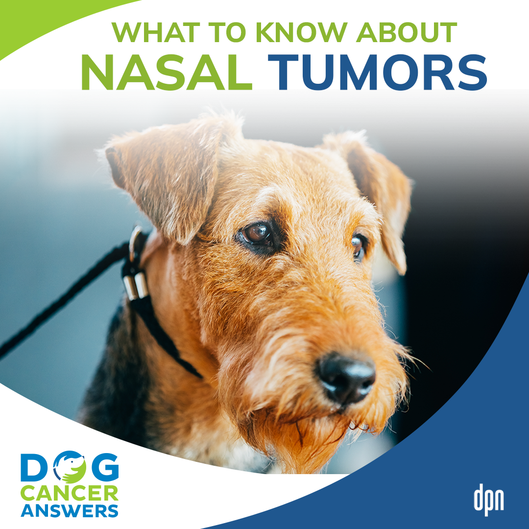 What to Know About Nasal Tumors #36