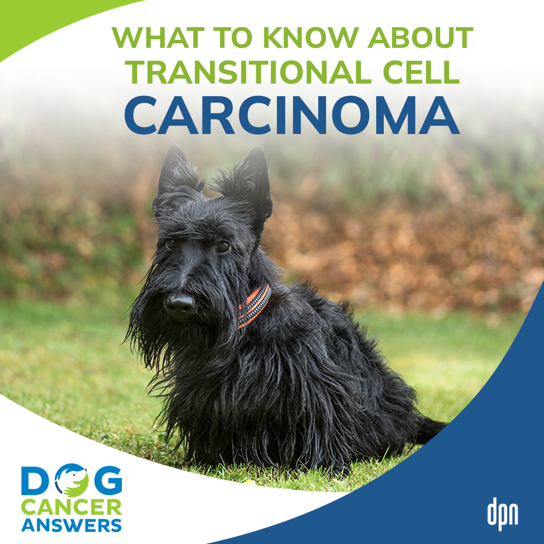 What to Know About Transitional Cell Carcinoma #34