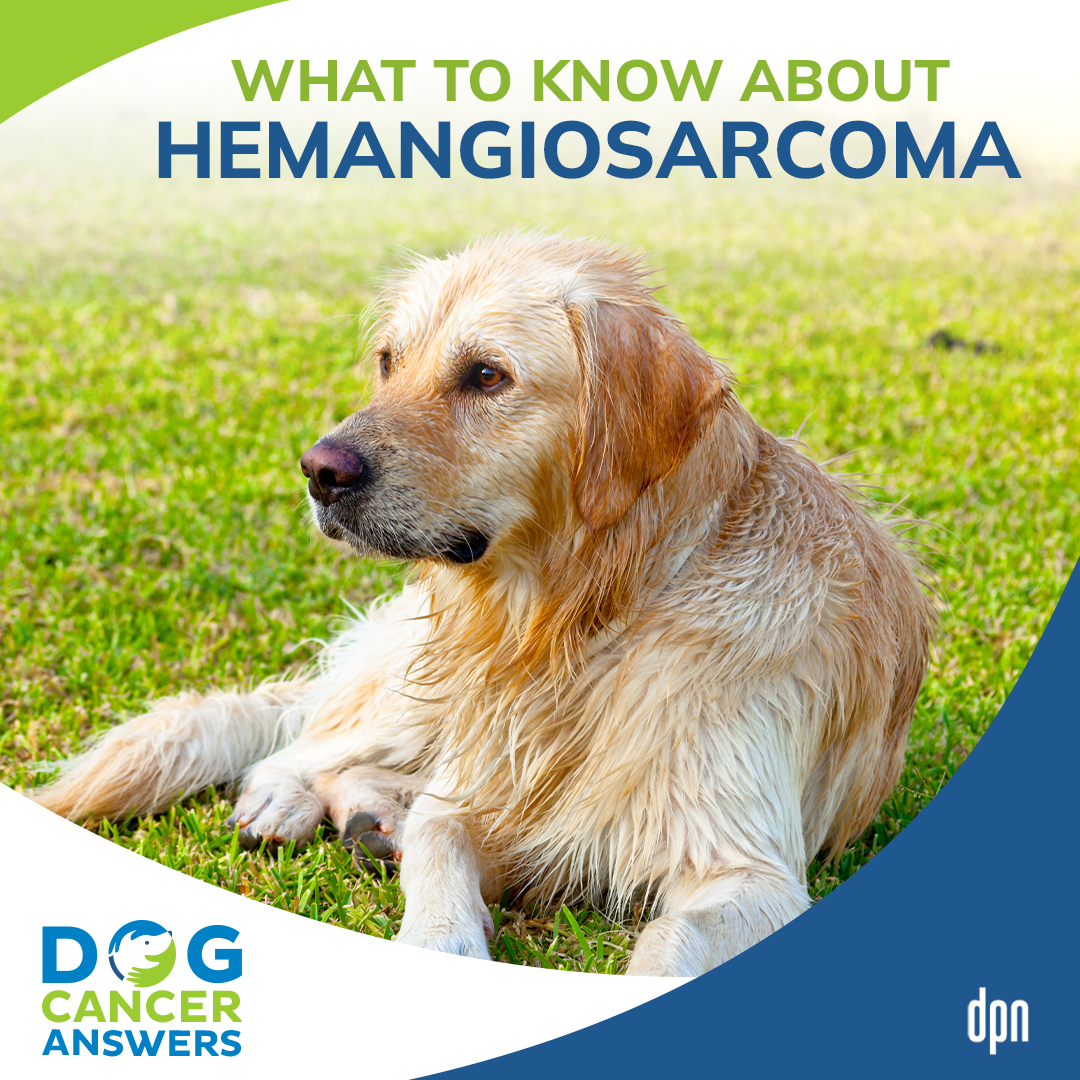 What to Know About Hemangiosarcoma #33