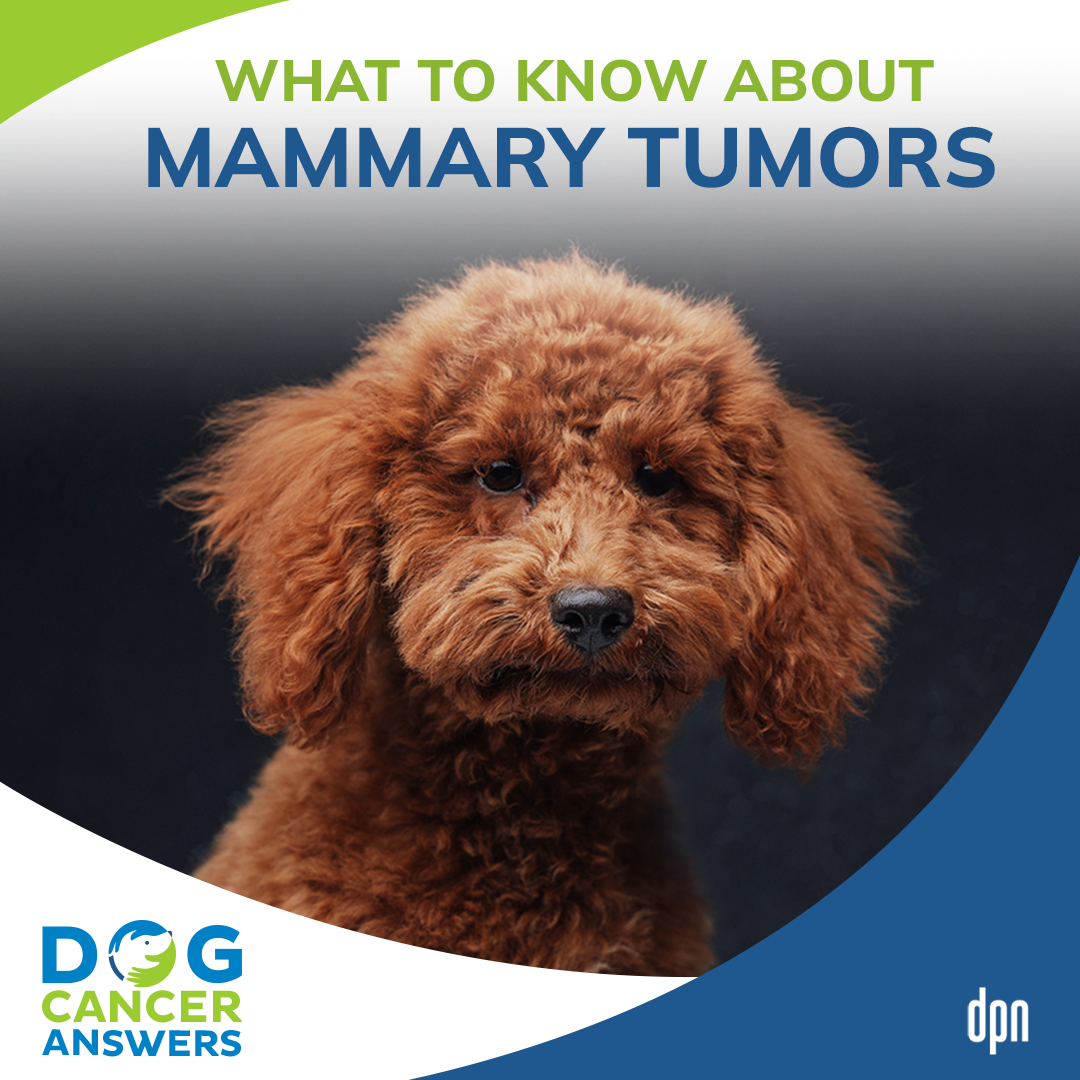 What to Know About Mammary Tumors #31