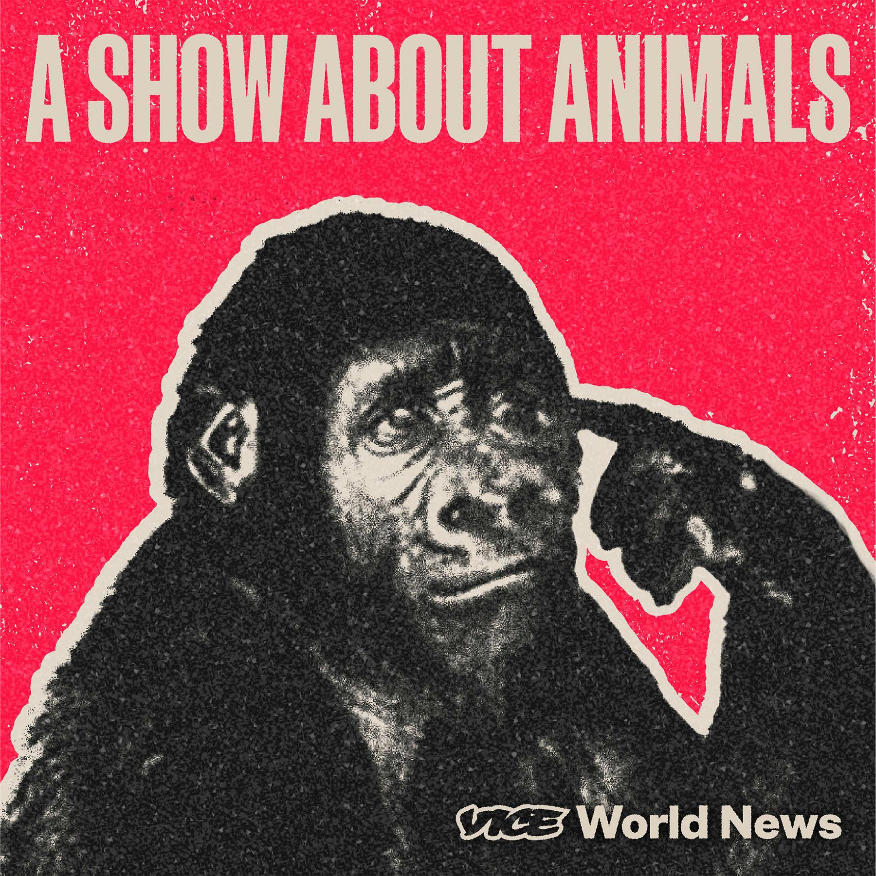 A Show About Animals podcast show image