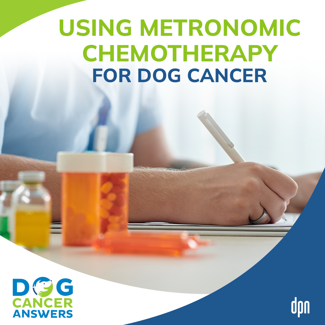 Using Metronomic Chemotherapy for Dog Cancer #23