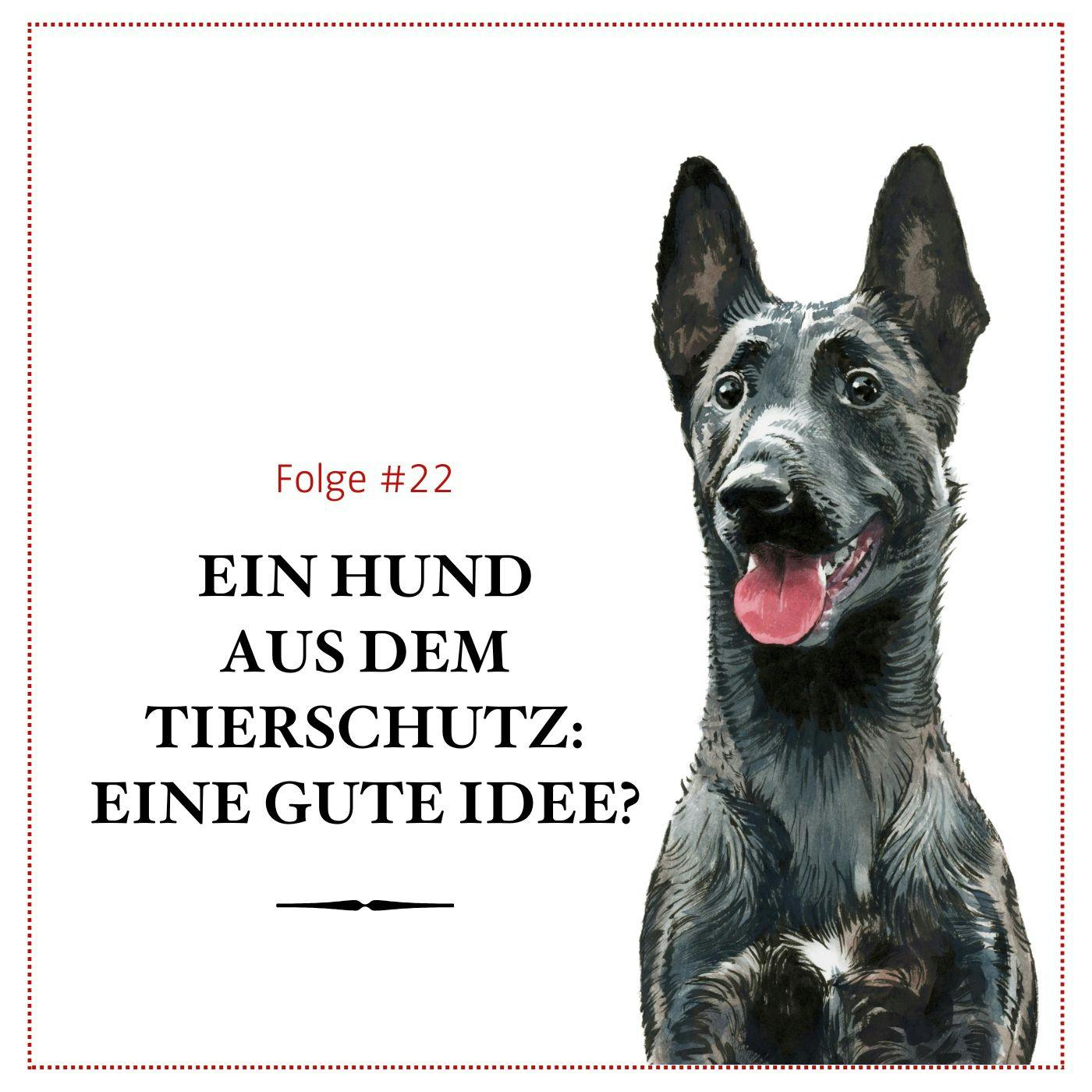 Ein Hund aus dem Tierschutz: Eine gute Idee? – #22 Ein Hund aus dem Tierschutz: Eine gute Idee? – #22